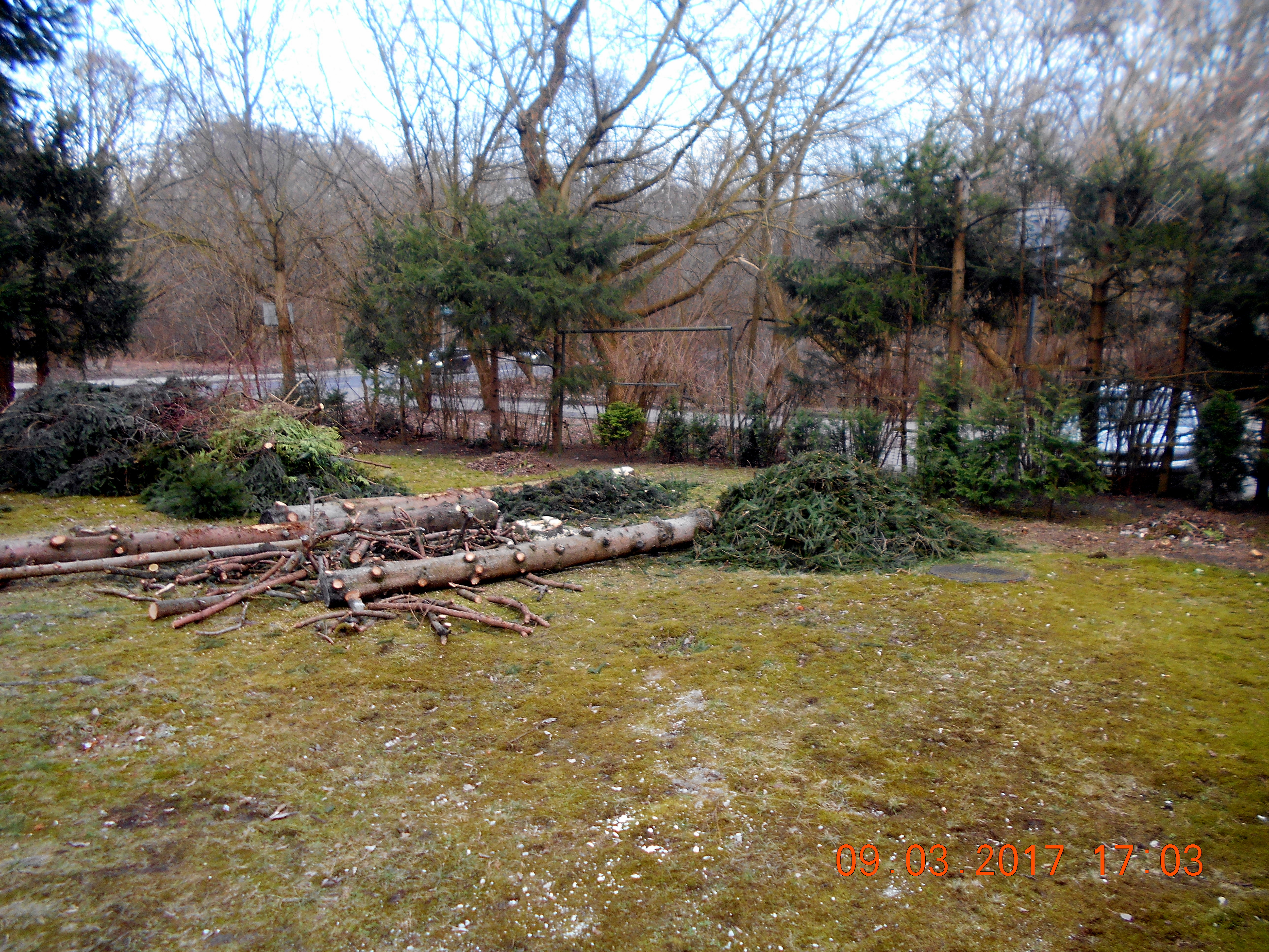 Wycinając nielegalnie drzewa nie jesteś bezkarny!