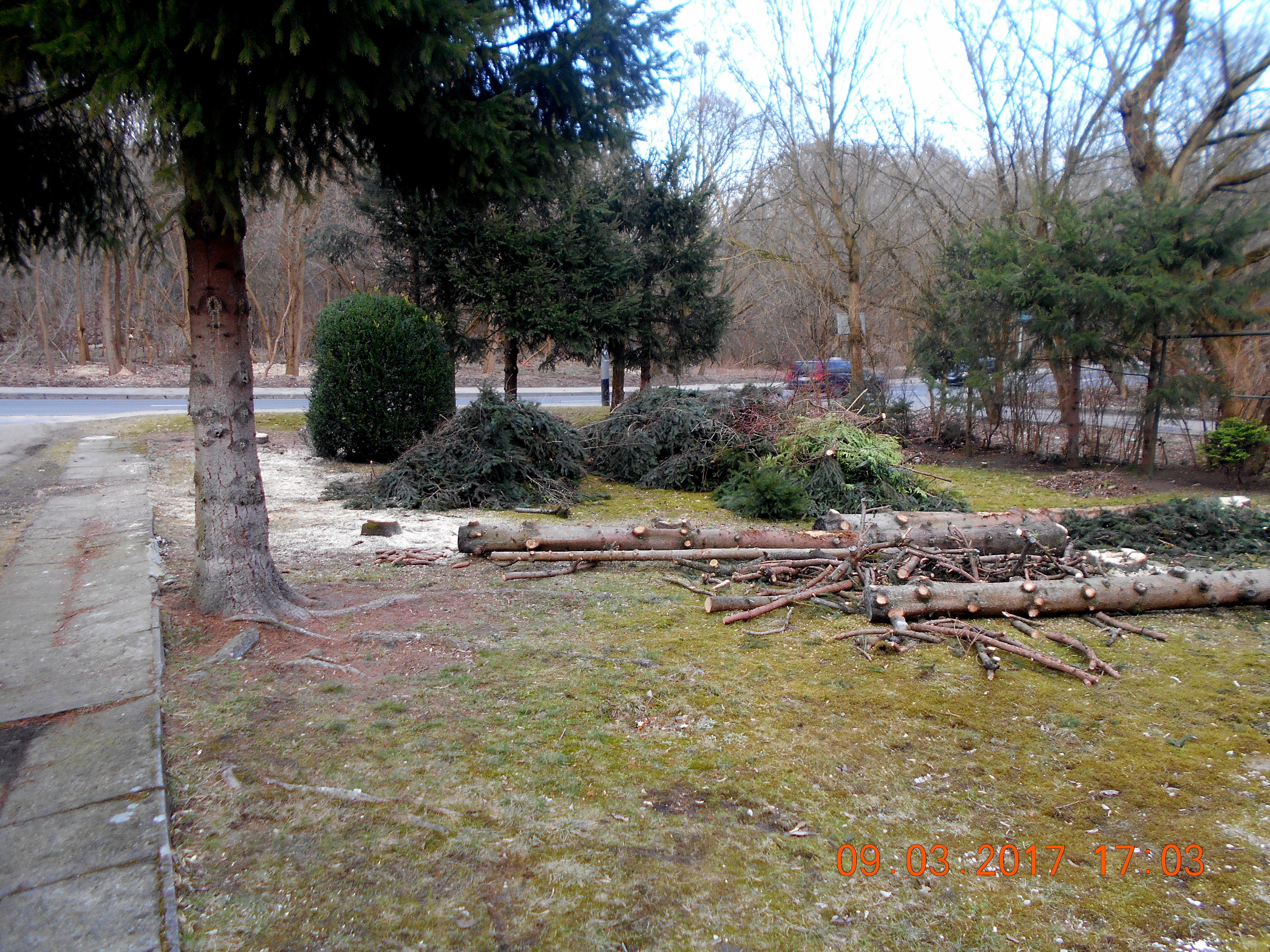 Wycinając nielegalnie drzewa nie jesteś bezkarny!