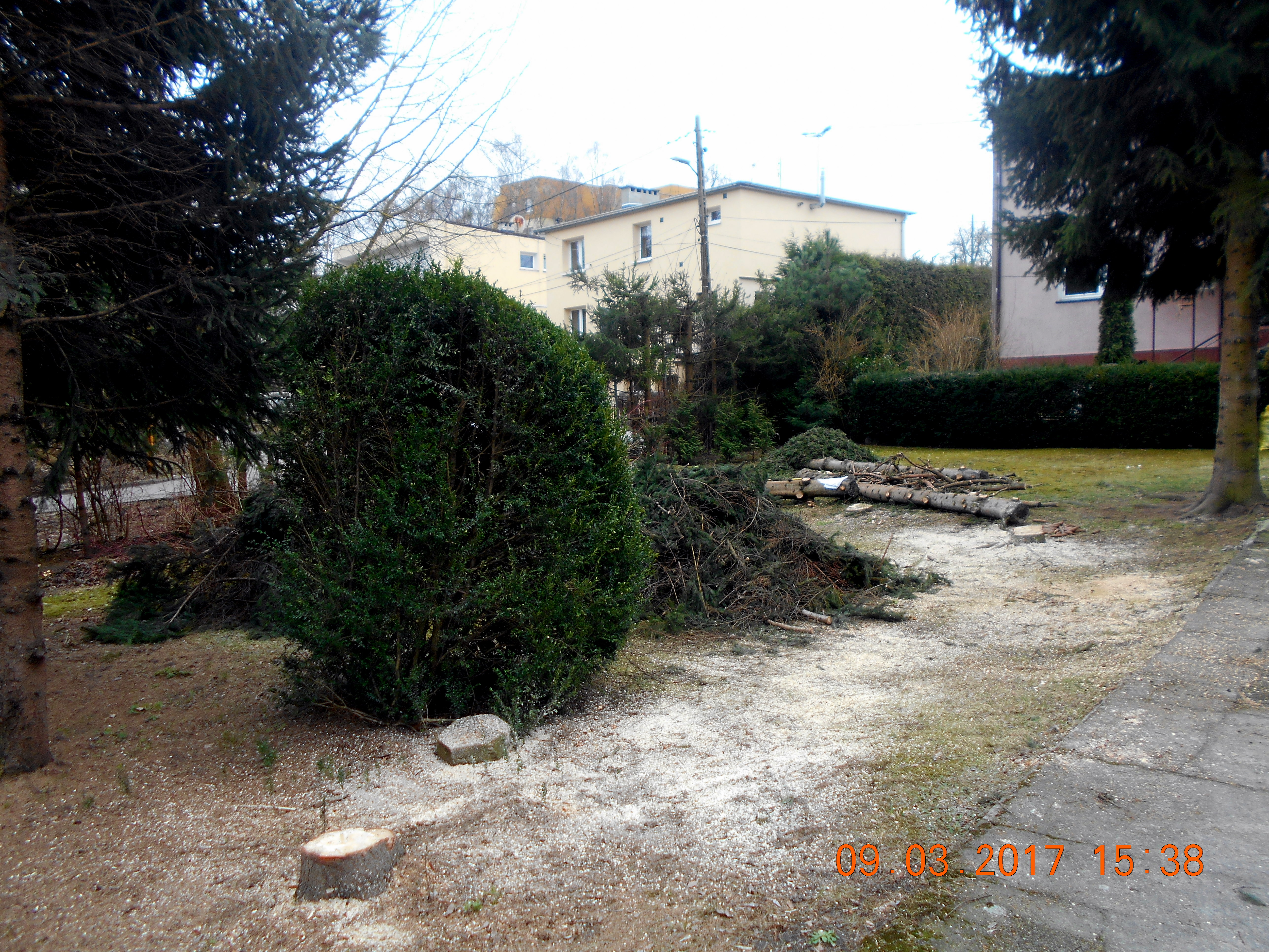 Wycinając nielegalnie drzewa nie jesteś bezkarny!