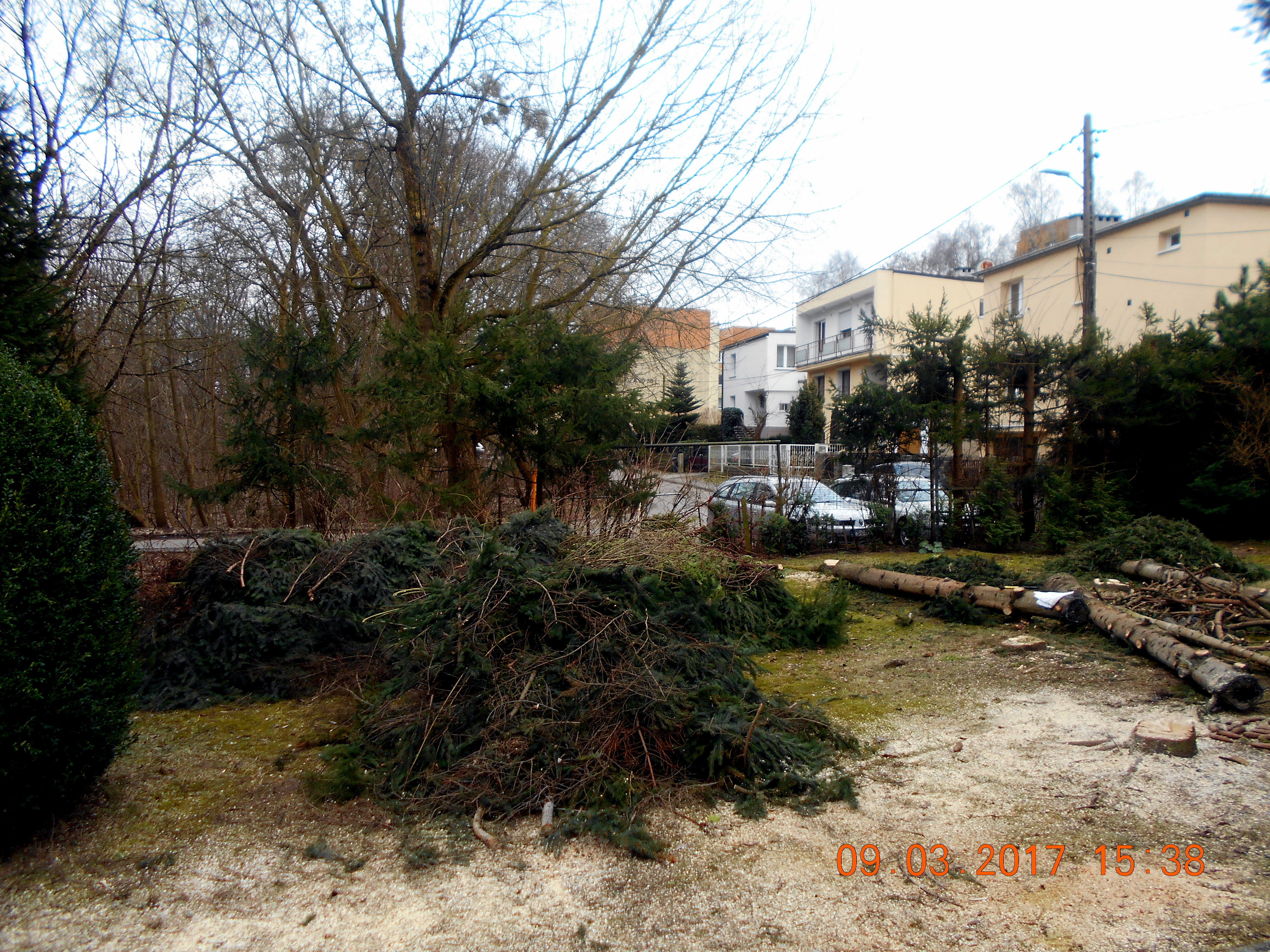 Wycinając nielegalnie drzewa nie jesteś bezkarny!