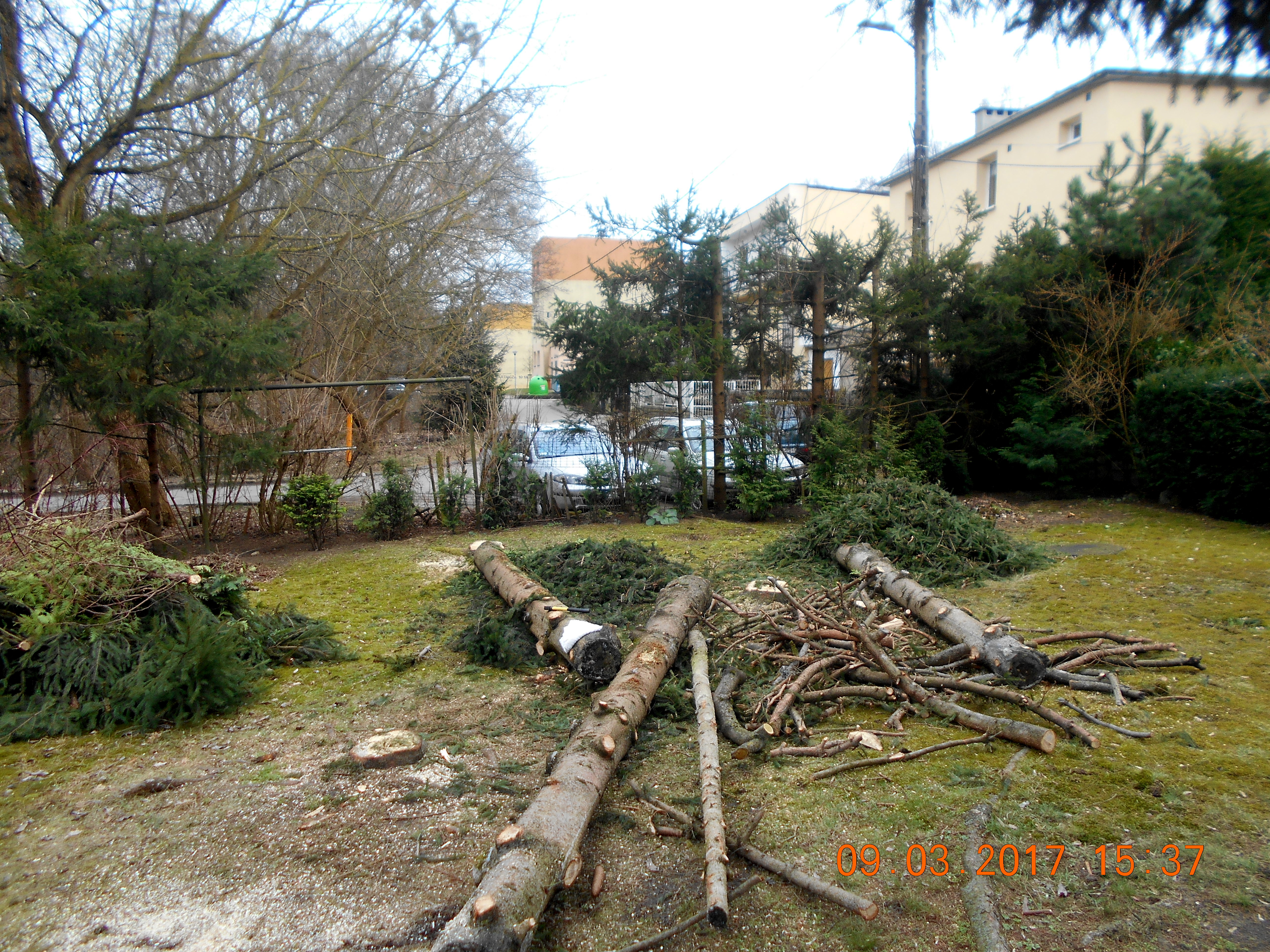 Wycinając nielegalnie drzewa nie jesteś bezkarny!