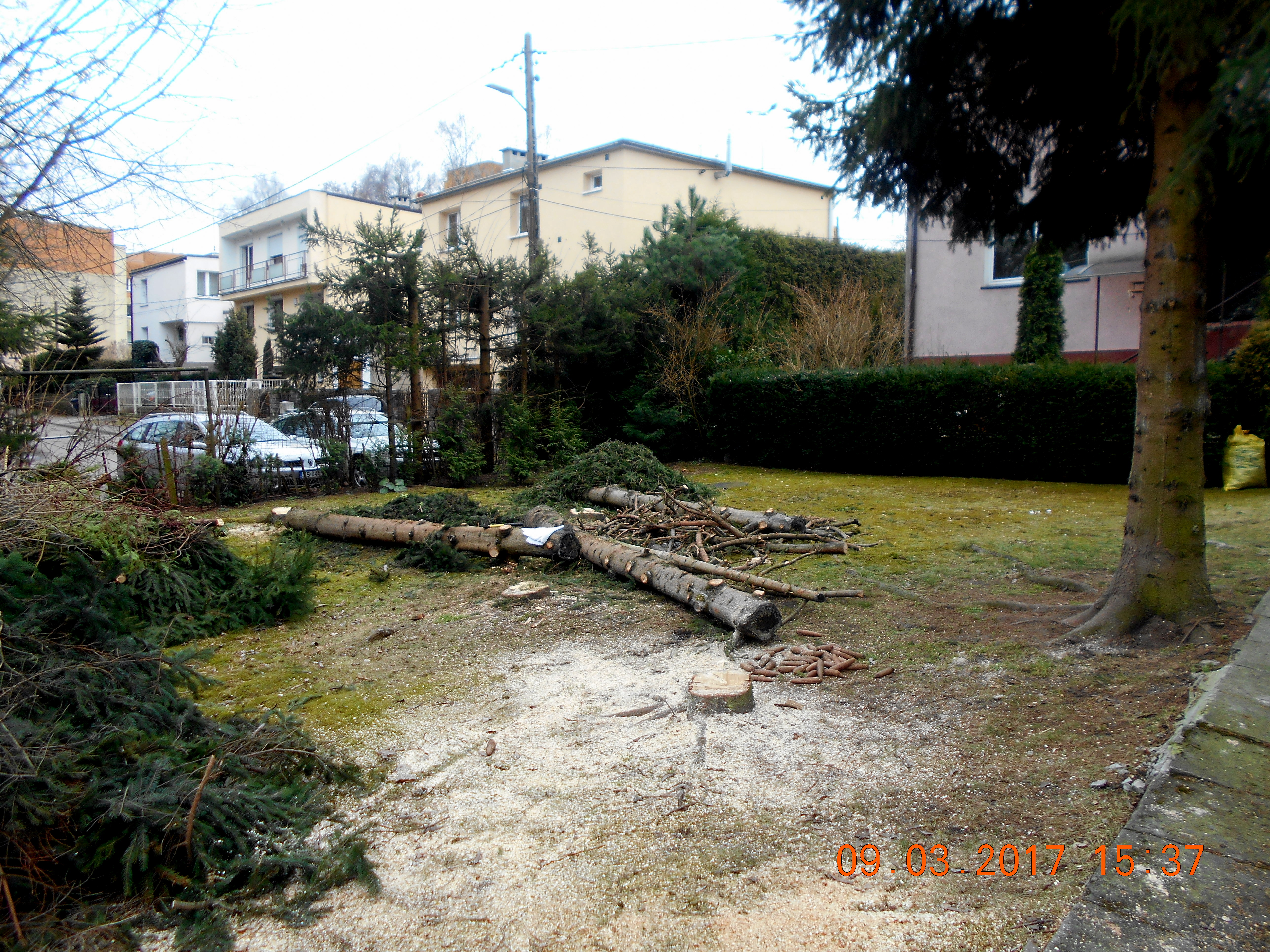 Wycinając nielegalnie drzewa nie jesteś bezkarny!