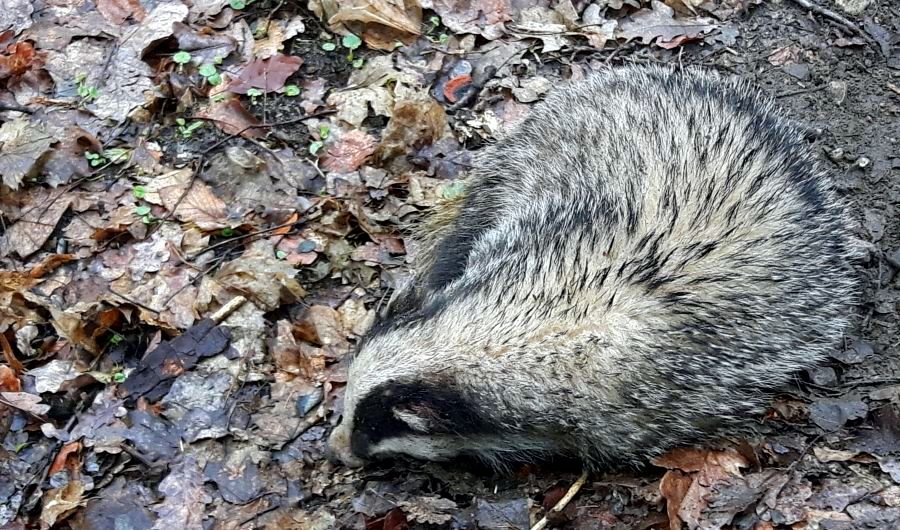 Niecodzienny widok dla strażników miejskich