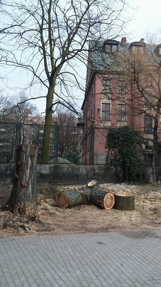 Chcesz wyciąć drzewo, upewnij się czy możesz!