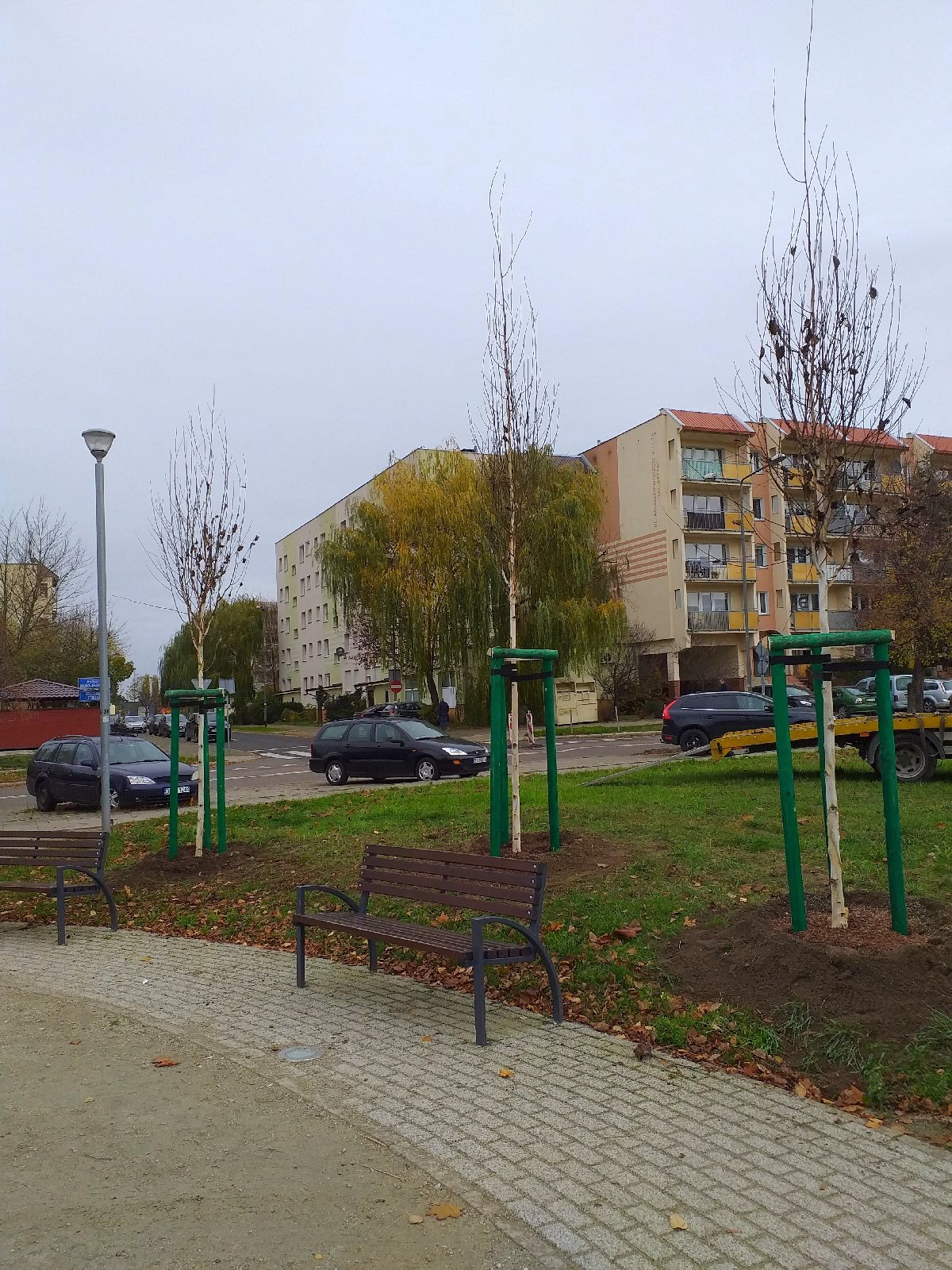 park majowe_brzoza-pozyteczna-doorenbos-16-18-3szt.jpeg