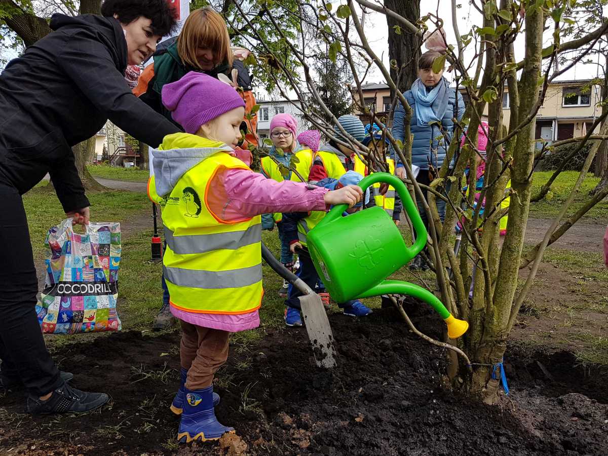 Szczecin magnoliami stoi. Posadzili czterometrowe drzewka
