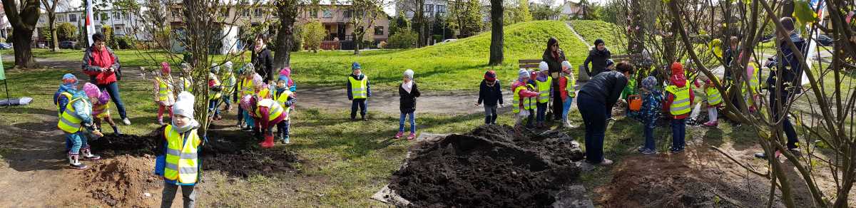 Szczecin magnoliami stoi. Posadzili czterometrowe drzewka