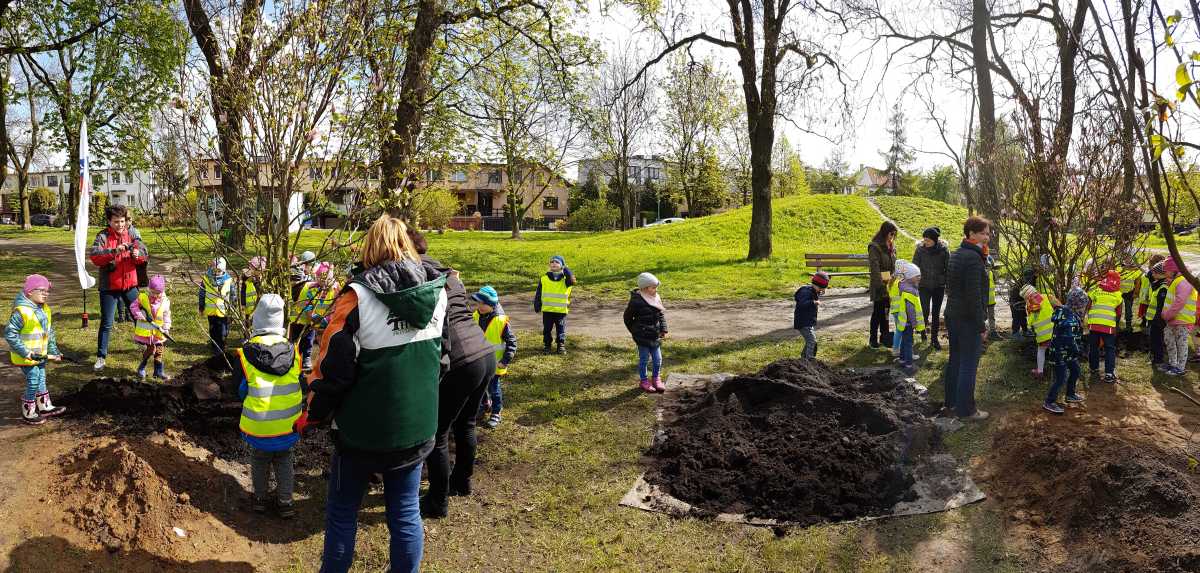 Szczecin magnoliami stoi. Posadzili czterometrowe drzewka