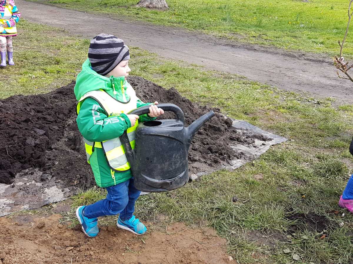 Szczecin magnoliami stoi. Posadzili czterometrowe drzewka