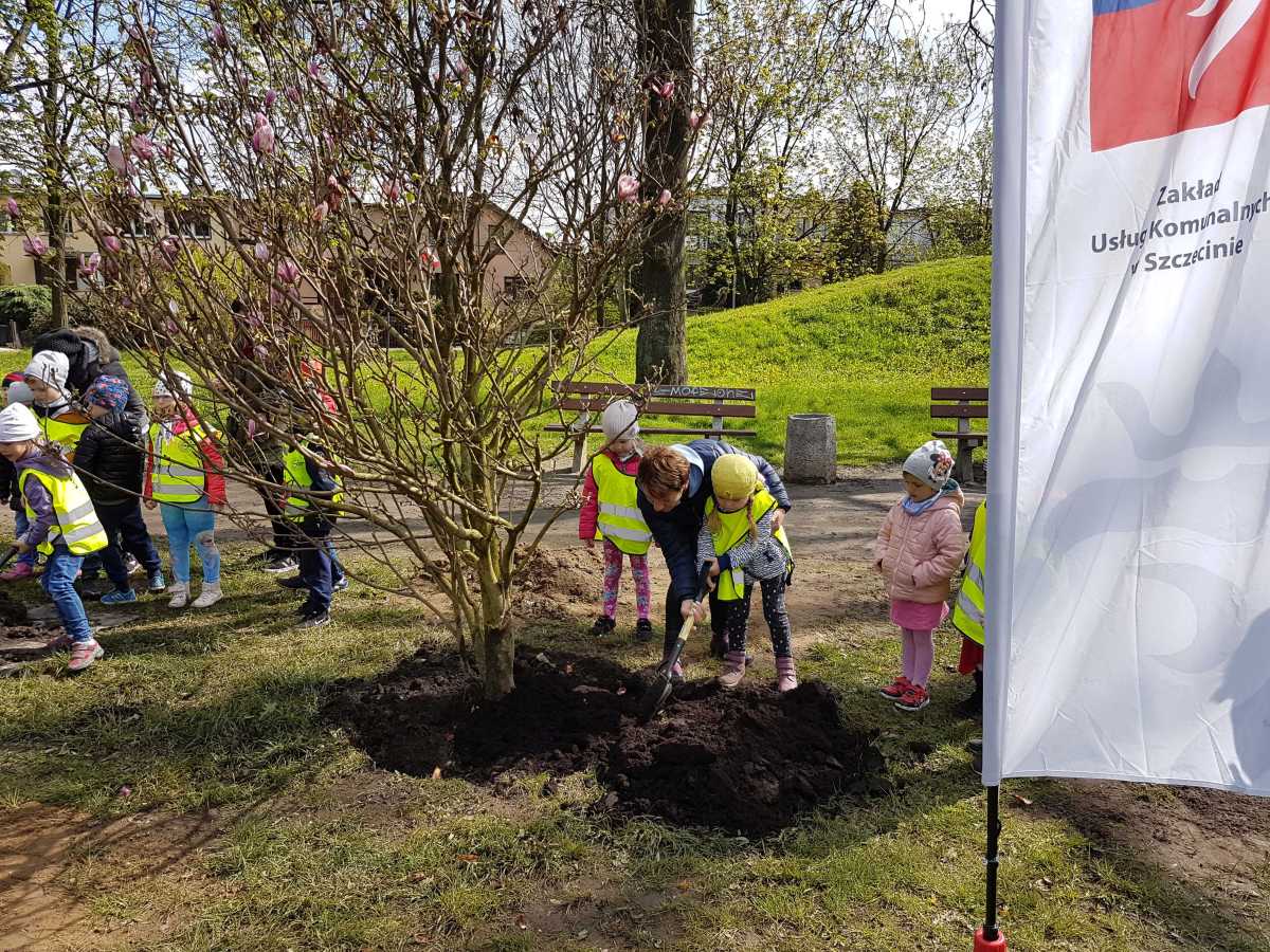 Szczecin magnoliami stoi. Posadzili czterometrowe drzewka
