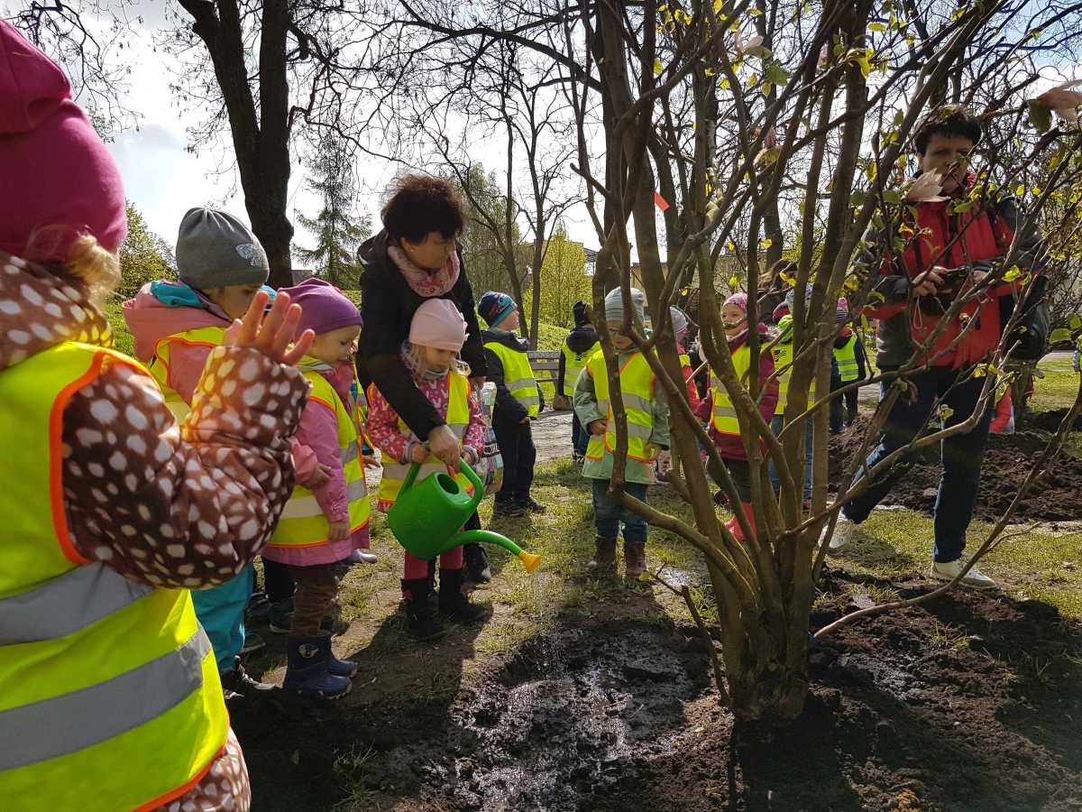 Szczecin magnoliami stoi. Posadzili czterometrowe drzewka