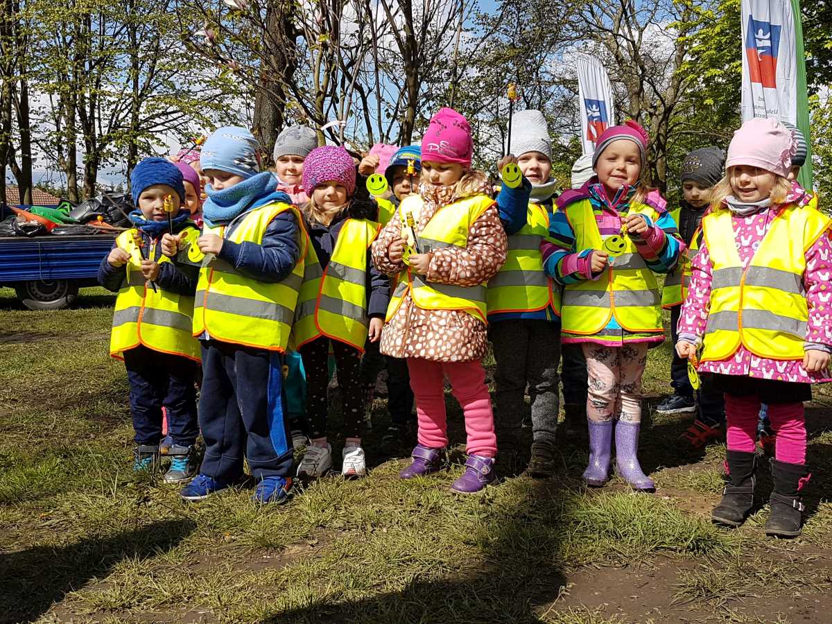 Szczecin magnoliami stoi. Posadzili czterometrowe drzewka