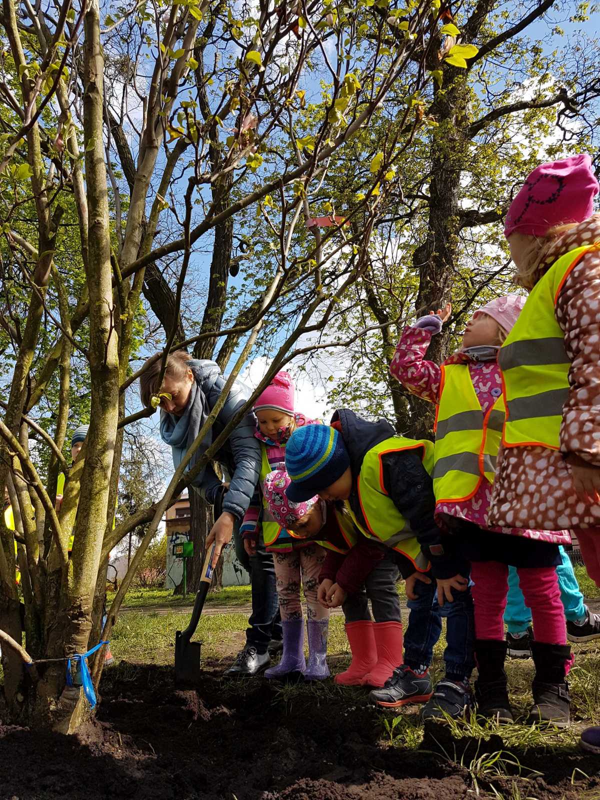 Szczecin magnoliami stoi. Posadzili czterometrowe drzewka