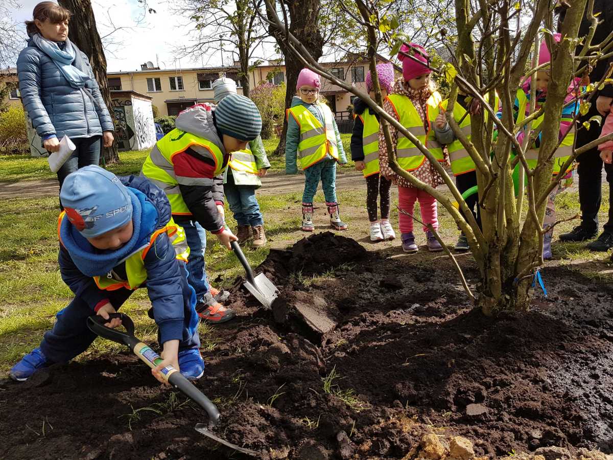 Szczecin magnoliami stoi. Posadzili czterometrowe drzewka