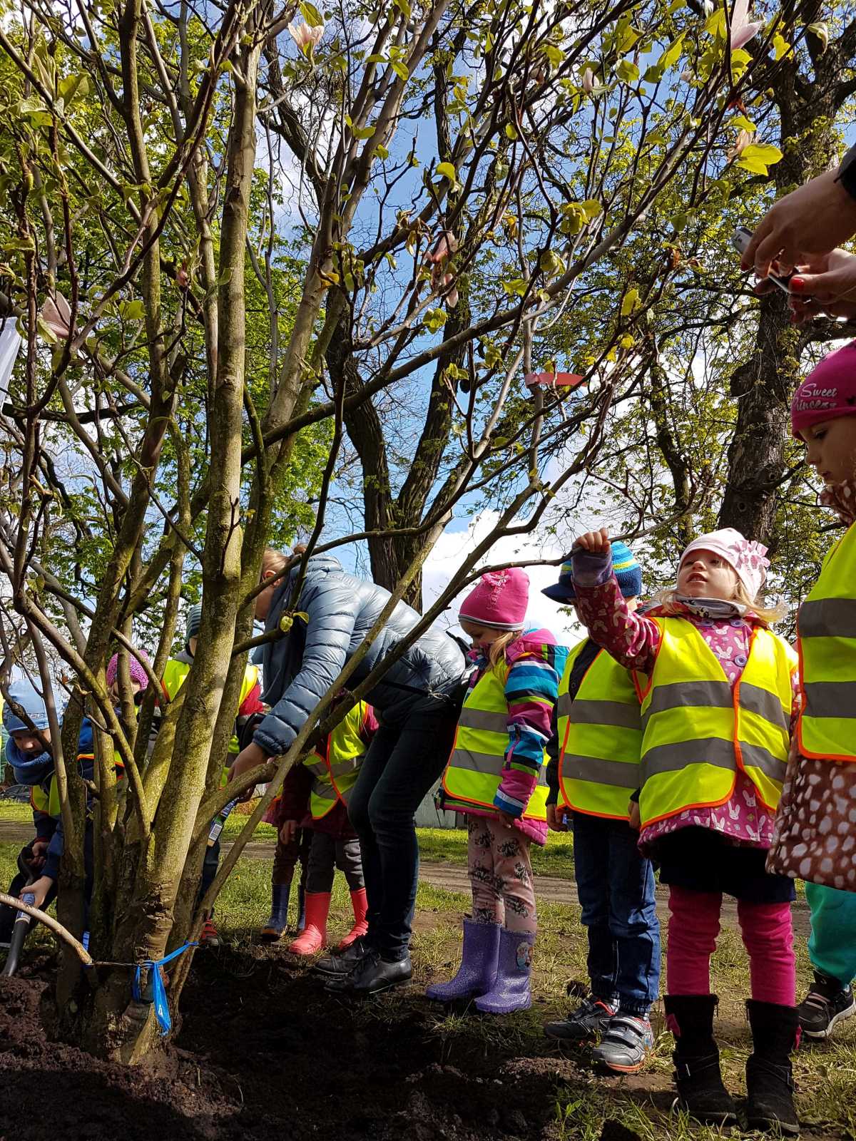 Szczecin magnoliami stoi. Posadzili czterometrowe drzewka