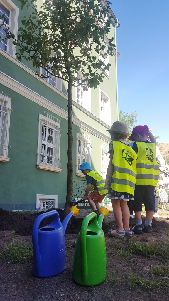 Kolejne nowe magnolie w Szczecinie