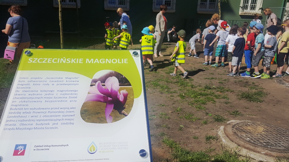 Kolejne nowe magnolie w Szczecinie