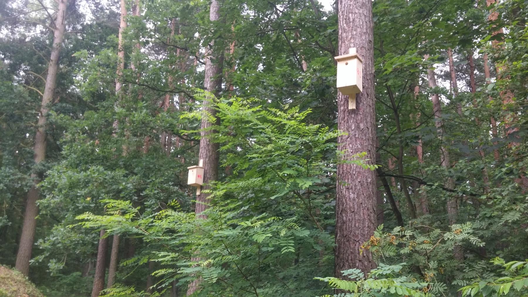 Powstaje ptasi azyl. W budowie pomagają mieszkańcy