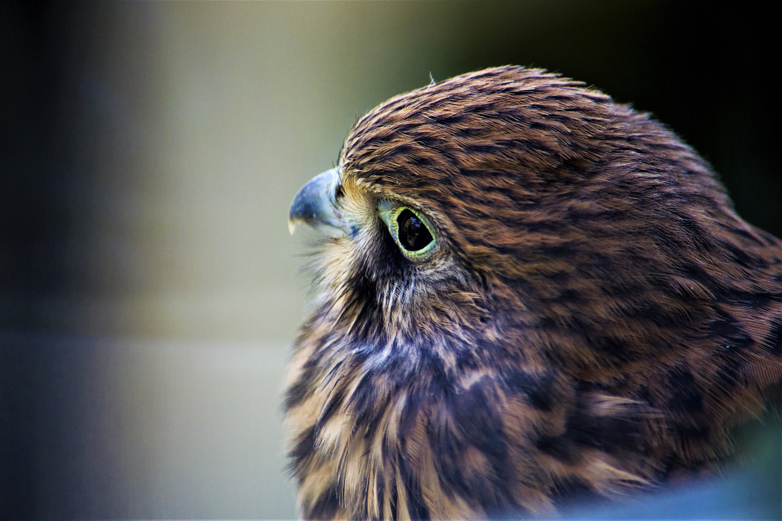 Pustułki wyfrunęły z gniazda