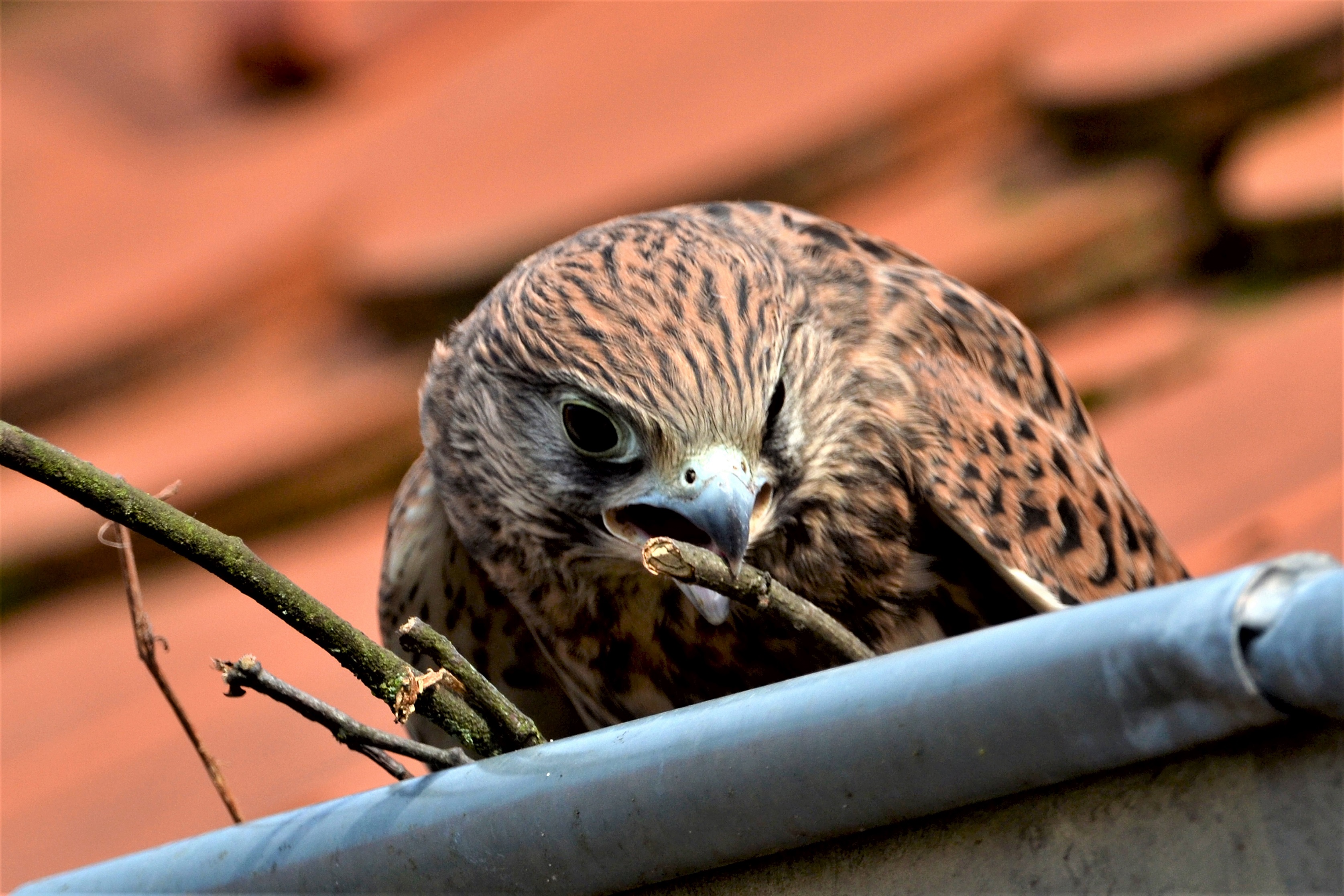 Pustułki wyfrunęły z gniazda