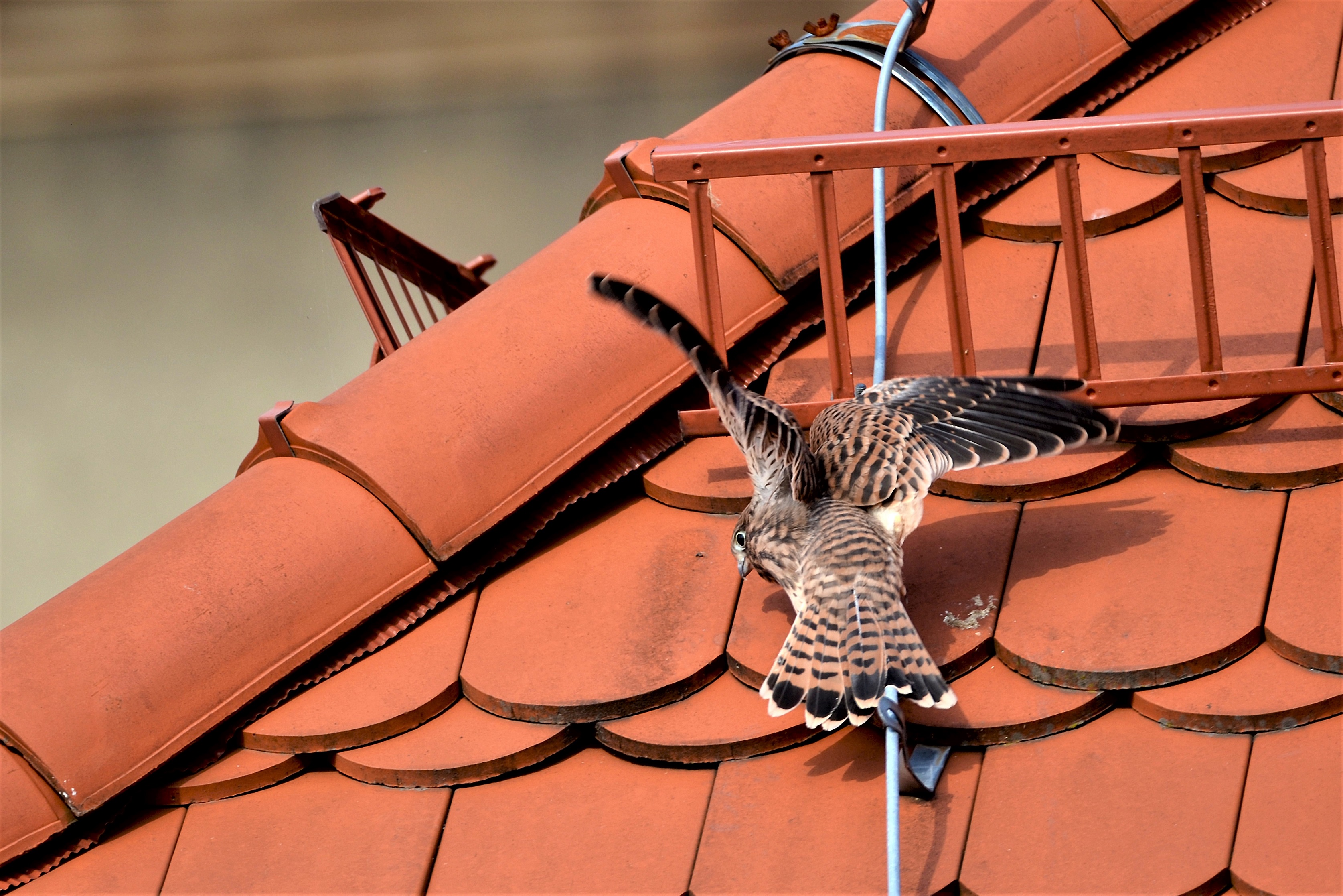 Pustułki wyfrunęły z gniazda