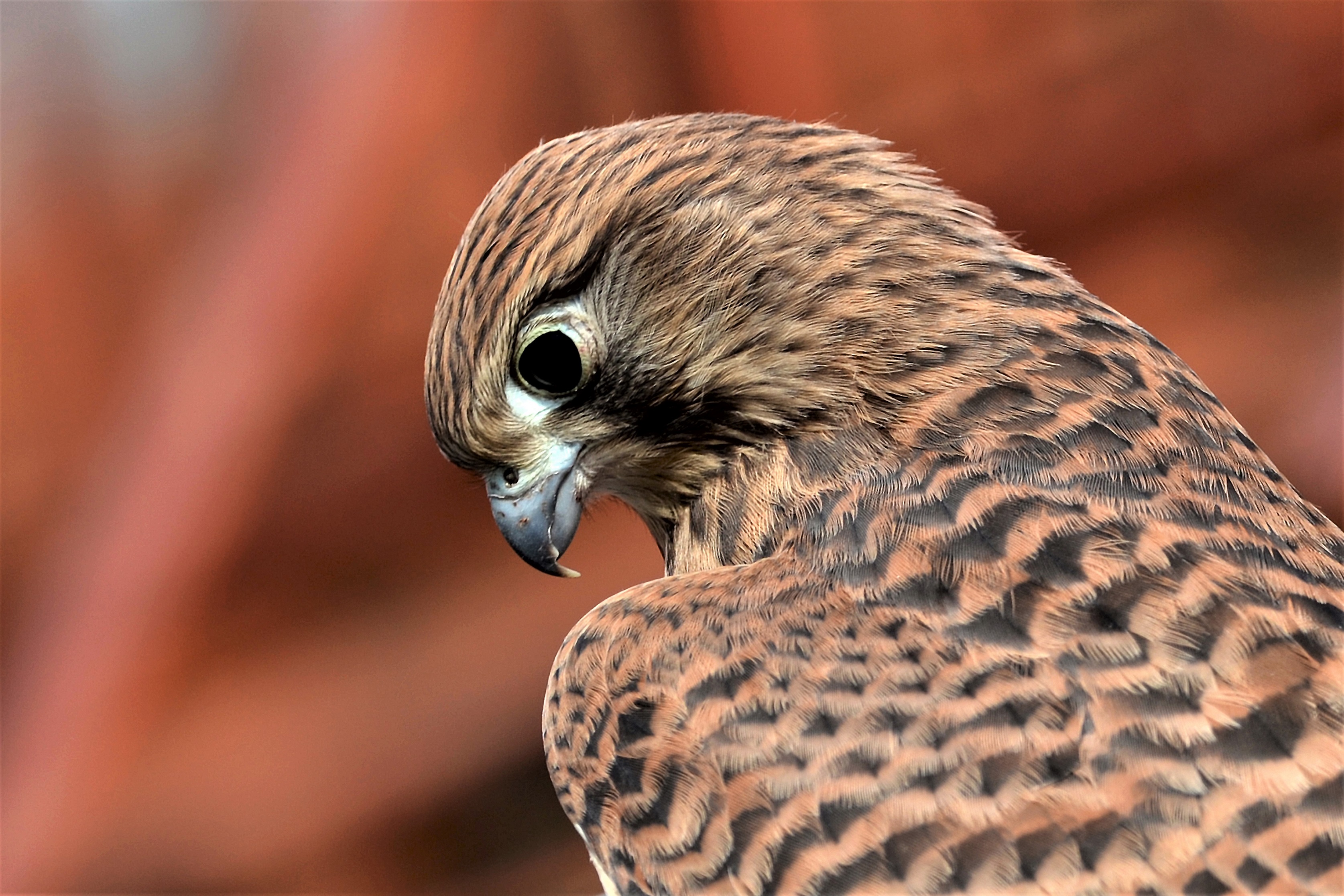Pustułki wyfrunęły z gniazda