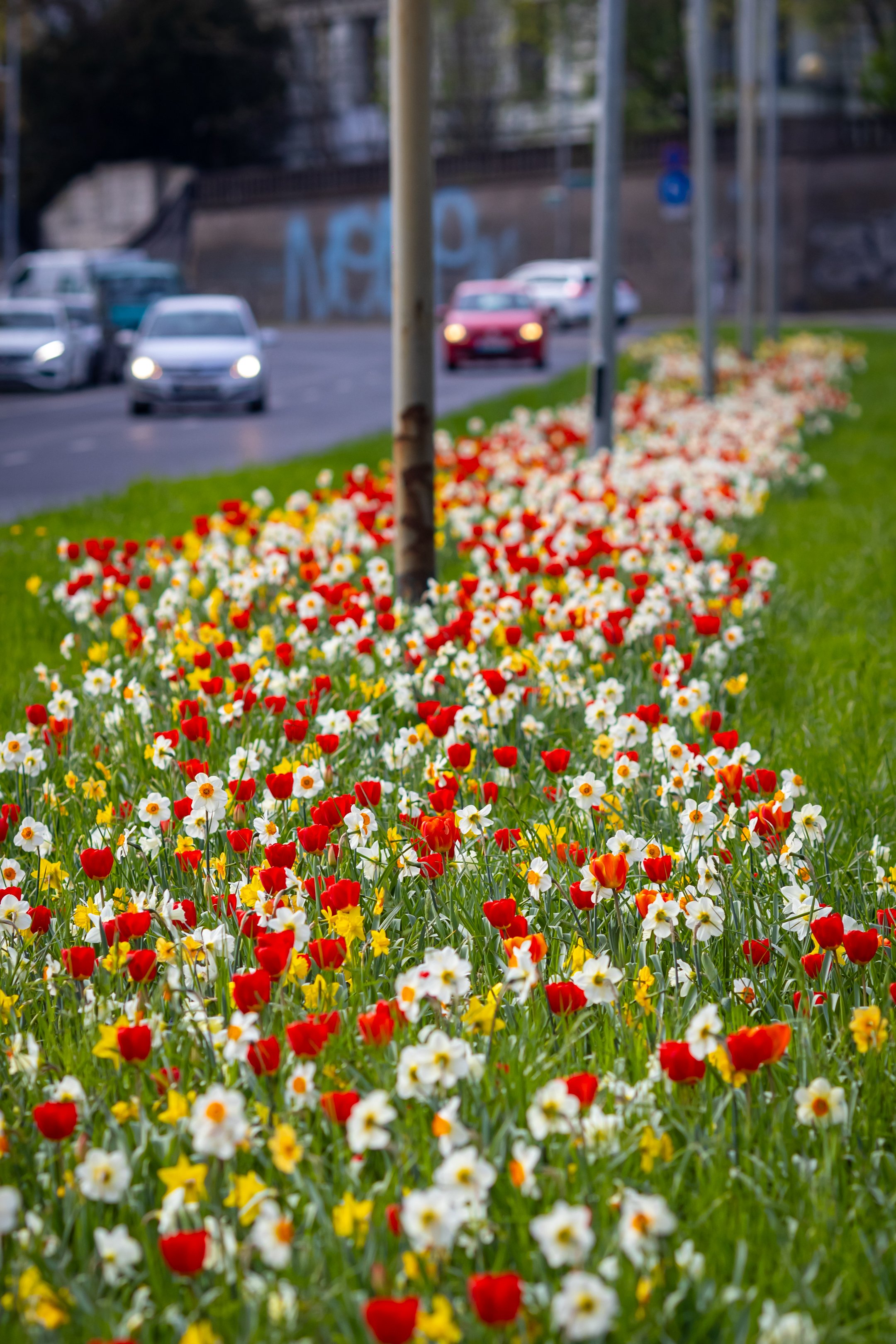 Szczecińskie ulice w kwiatach