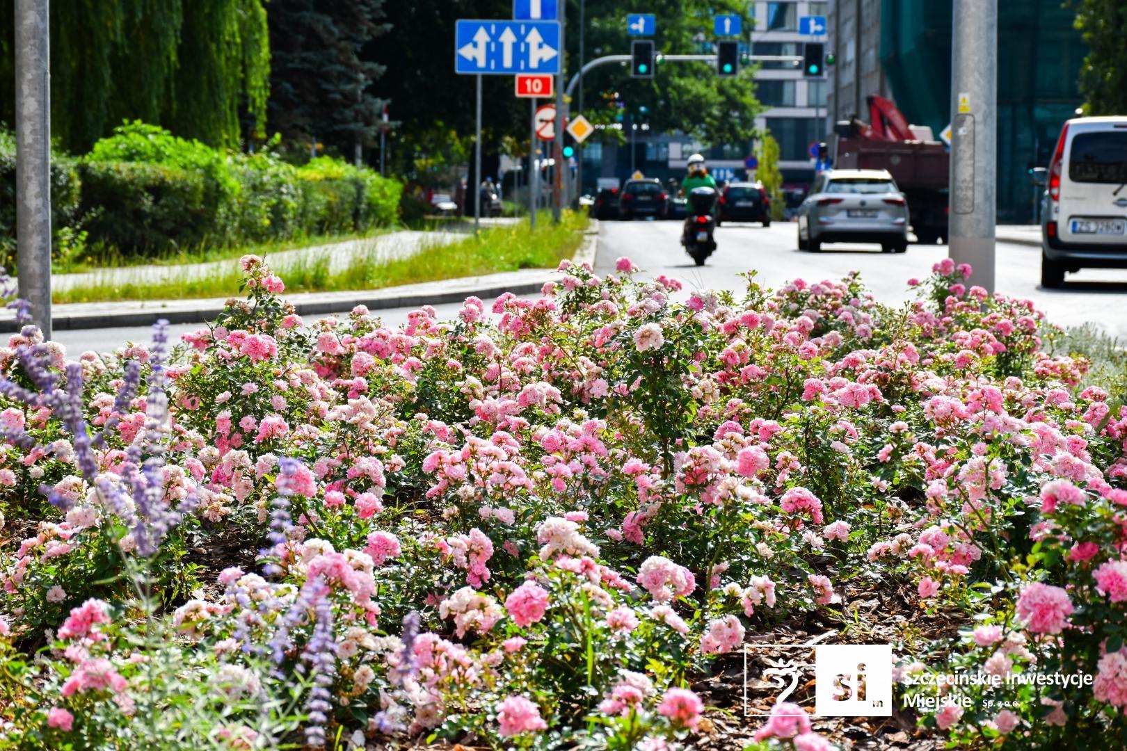 Zielony plac Zwycięstwa