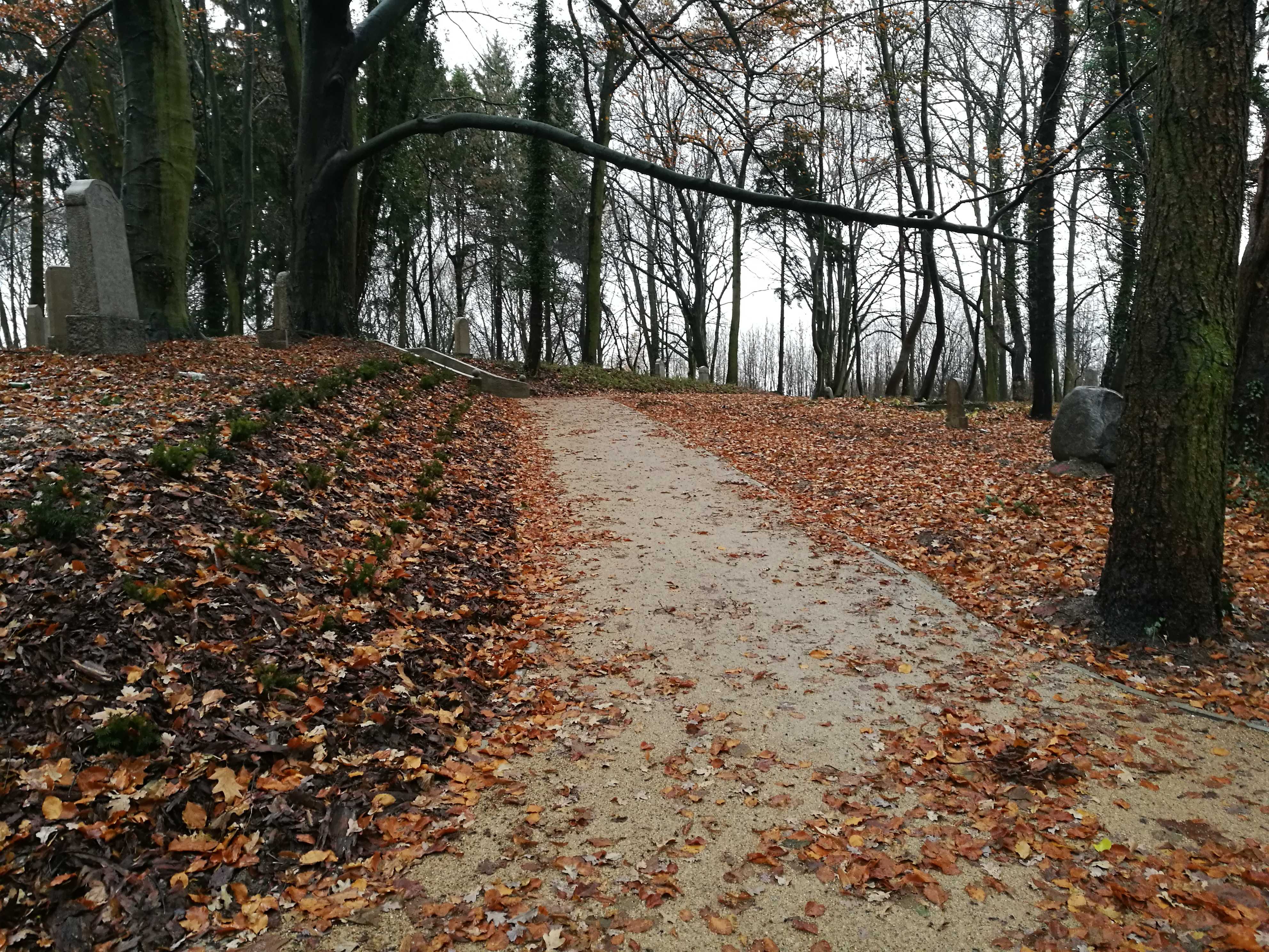 Szczecin zyskał nowy, piękny, nietypowy park