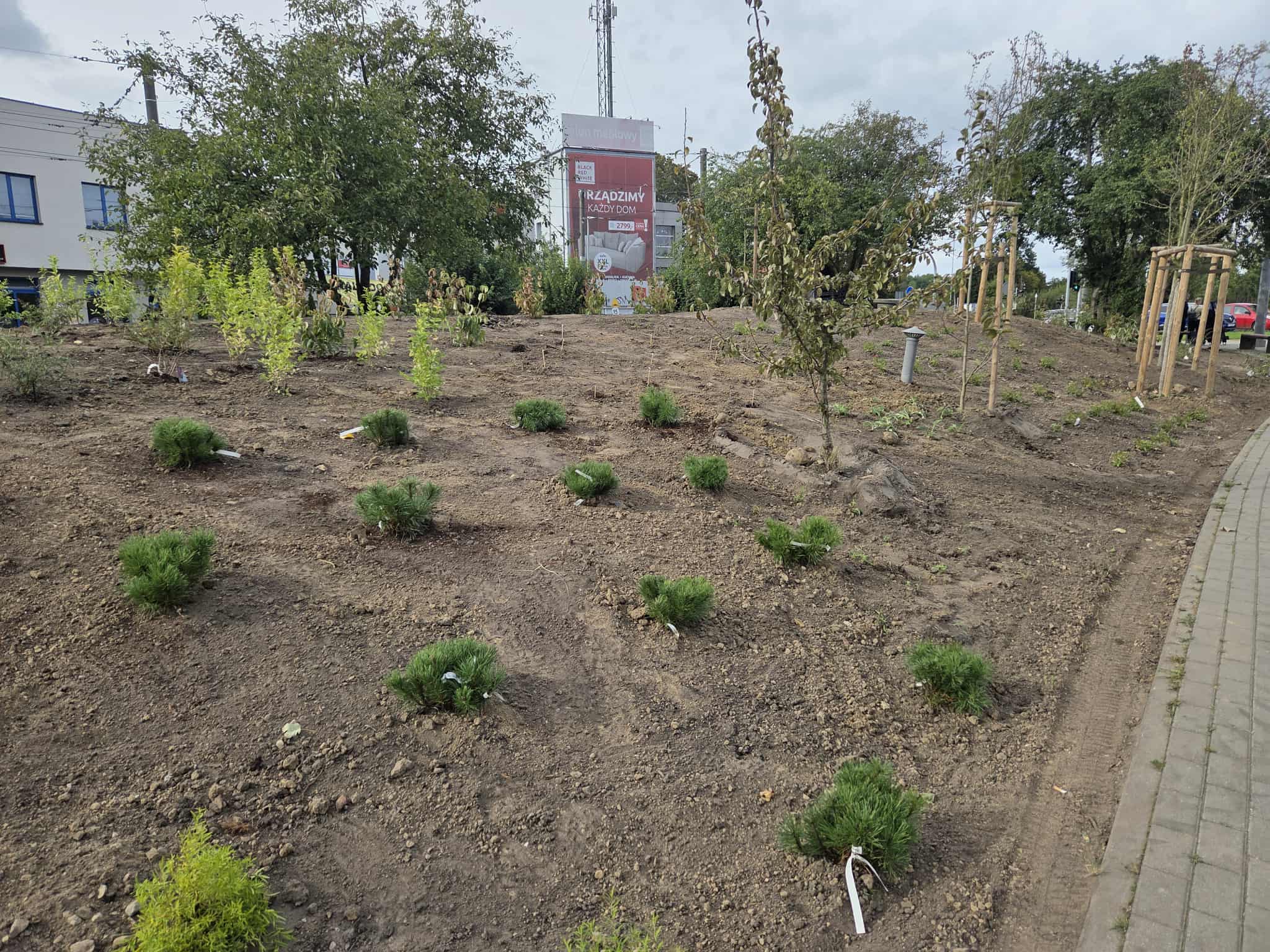 Trwa obsadzanie ozdobnymi roślinami kopuły bunkra przy pętli tramwajowej na Gumieńcach.