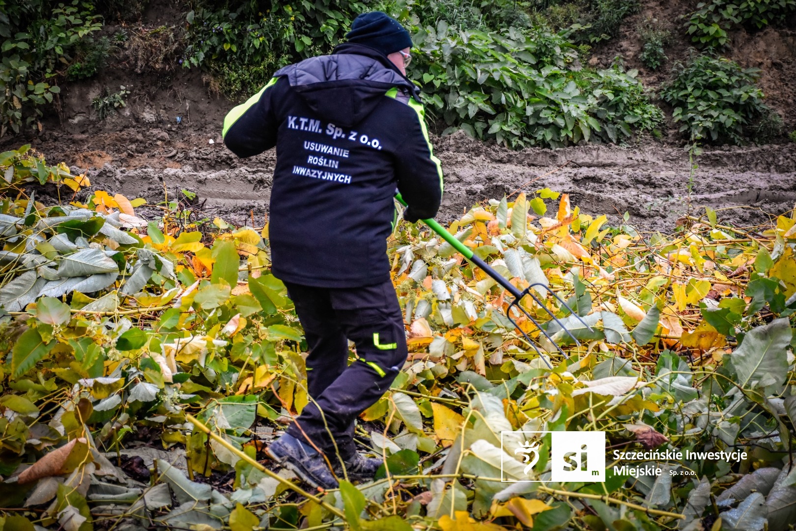 Ruszyły prace związane z eliminacją rdestowca rosnącego w obrębie Trasy Północnej.