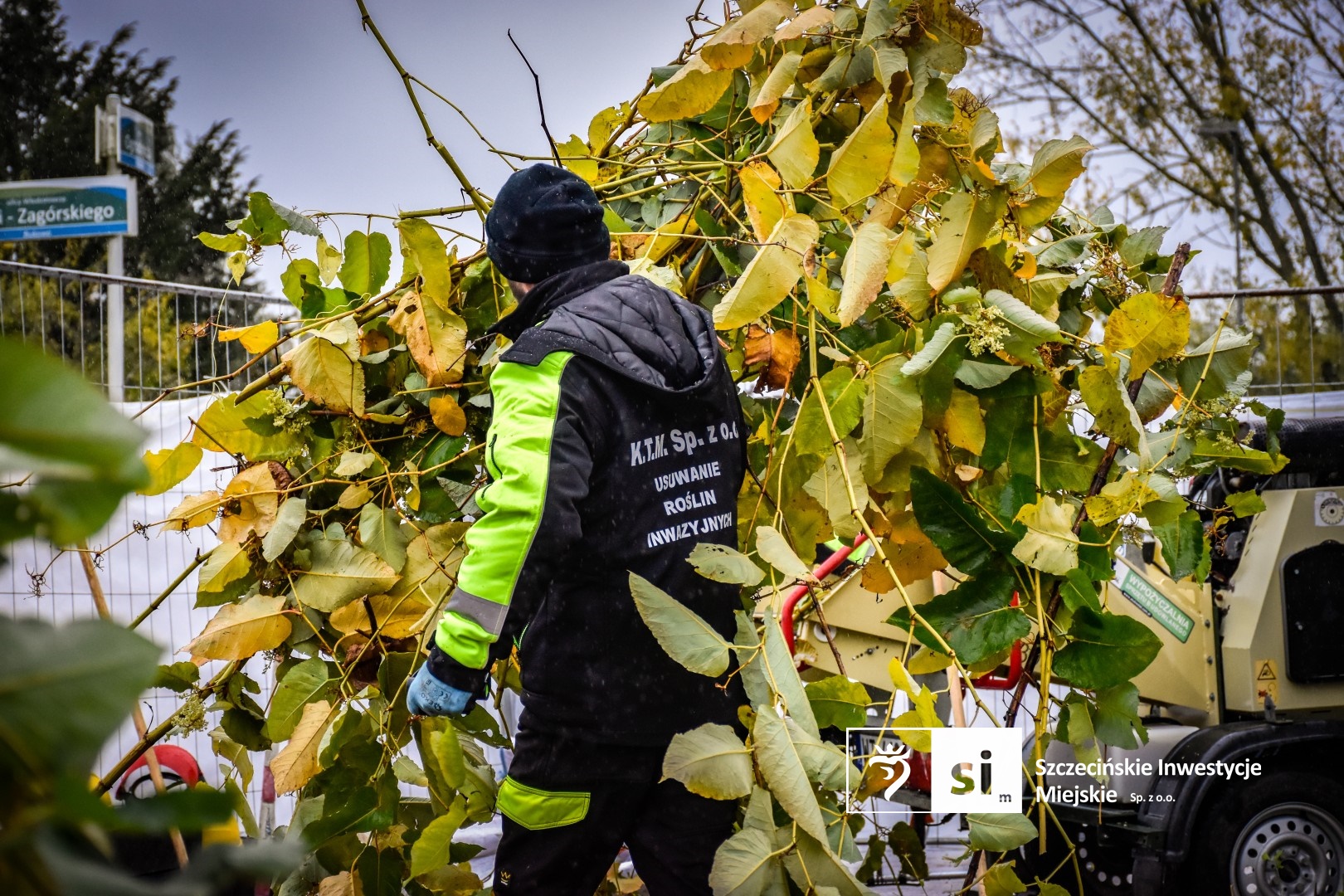 Ruszyły prace związane z eliminacją rdestowca rosnącego w obrębie Trasy Północnej.