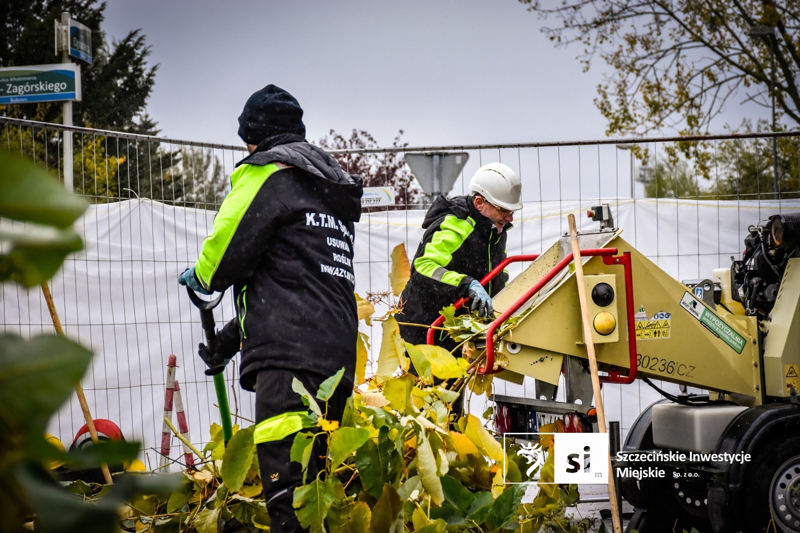 Ruszyły prace związane z eliminacją rdestowca rosnącego w obrębie Trasy Północnej.