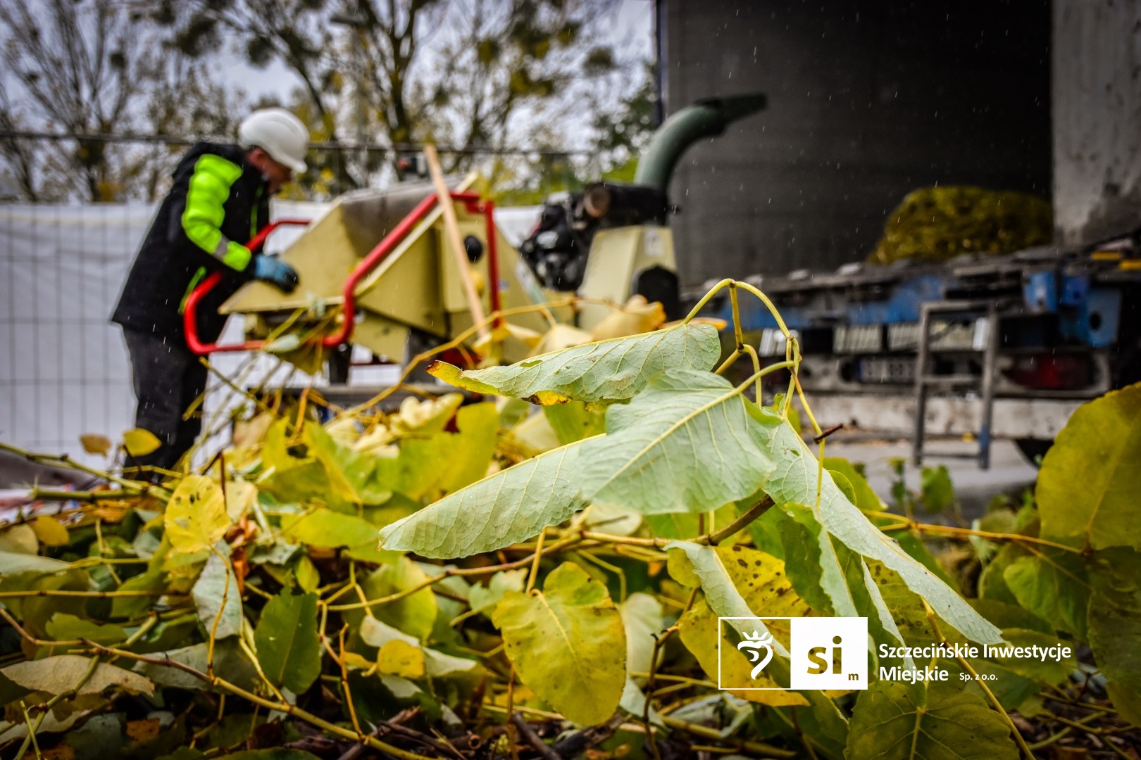 Ruszyły prace związane z eliminacją rdestowca rosnącego w obrębie Trasy Północnej.