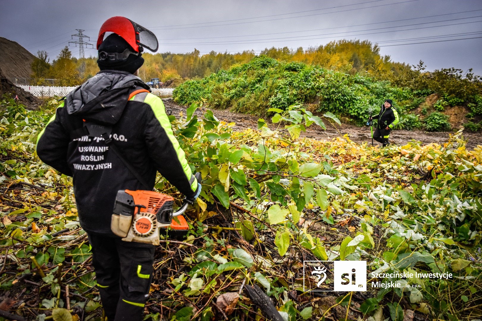 Ruszyły prace związane z eliminacją rdestowca rosnącego w obrębie Trasy Północnej.