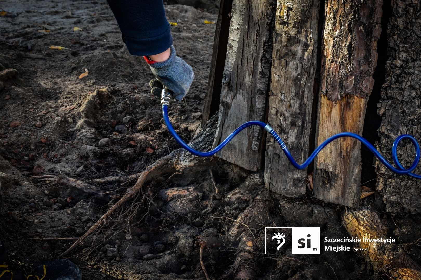 Zabytkowy szpaler lip rosnący w obrębie modernizowanego Placu Orła Białego został poddany zabiegowi wydmuchiwania systemów korzeniowych.