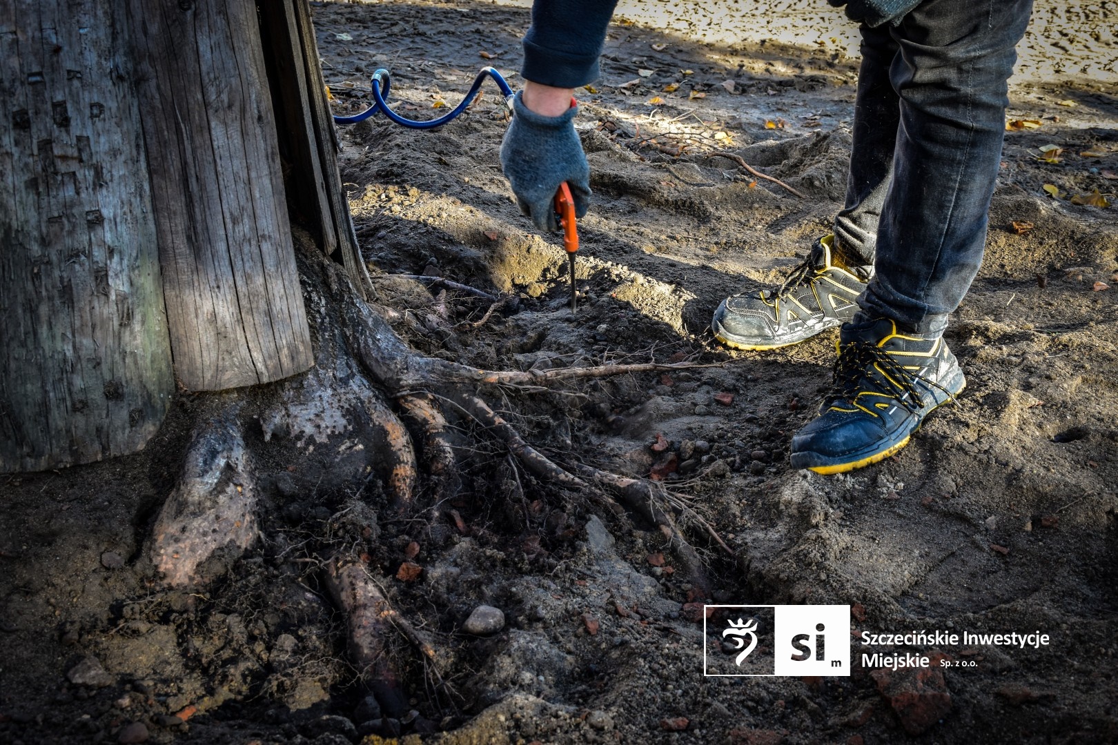 Zabytkowy szpaler lip rosnący w obrębie modernizowanego Placu Orła Białego został poddany zabiegowi wydmuchiwania systemów korzeniowych.