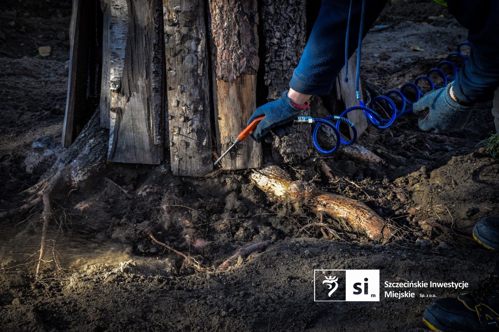 Zabytkowy szpaler lip rosnący w obrębie modernizowanego Placu Orła Białego został poddany zabiegowi wydmuchiwania systemów korzeniowych.
