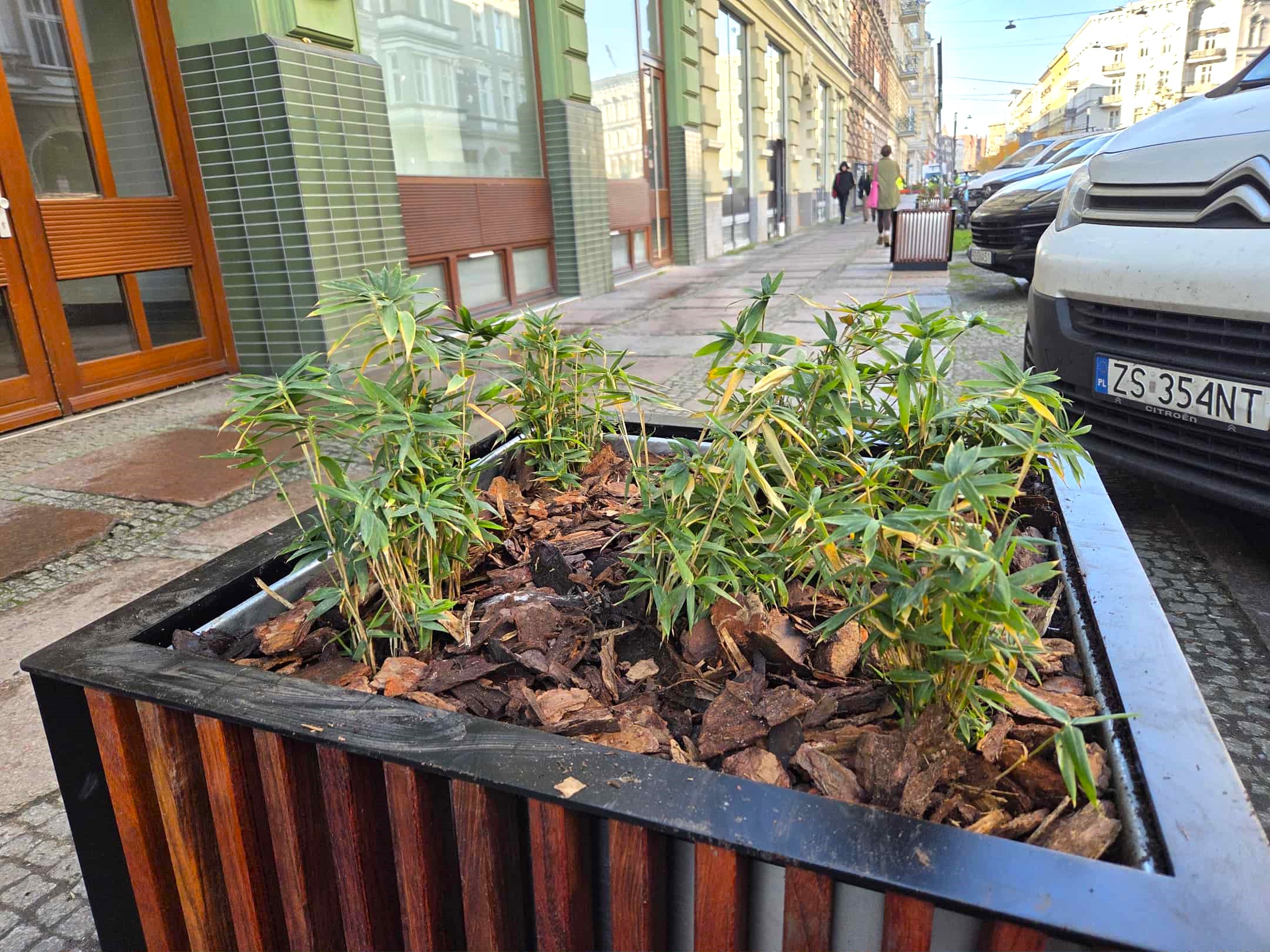 Bambusy i pstrolistki na Jagiellońskiej Bambusy i pstrolistki na Jagiellońskiej
