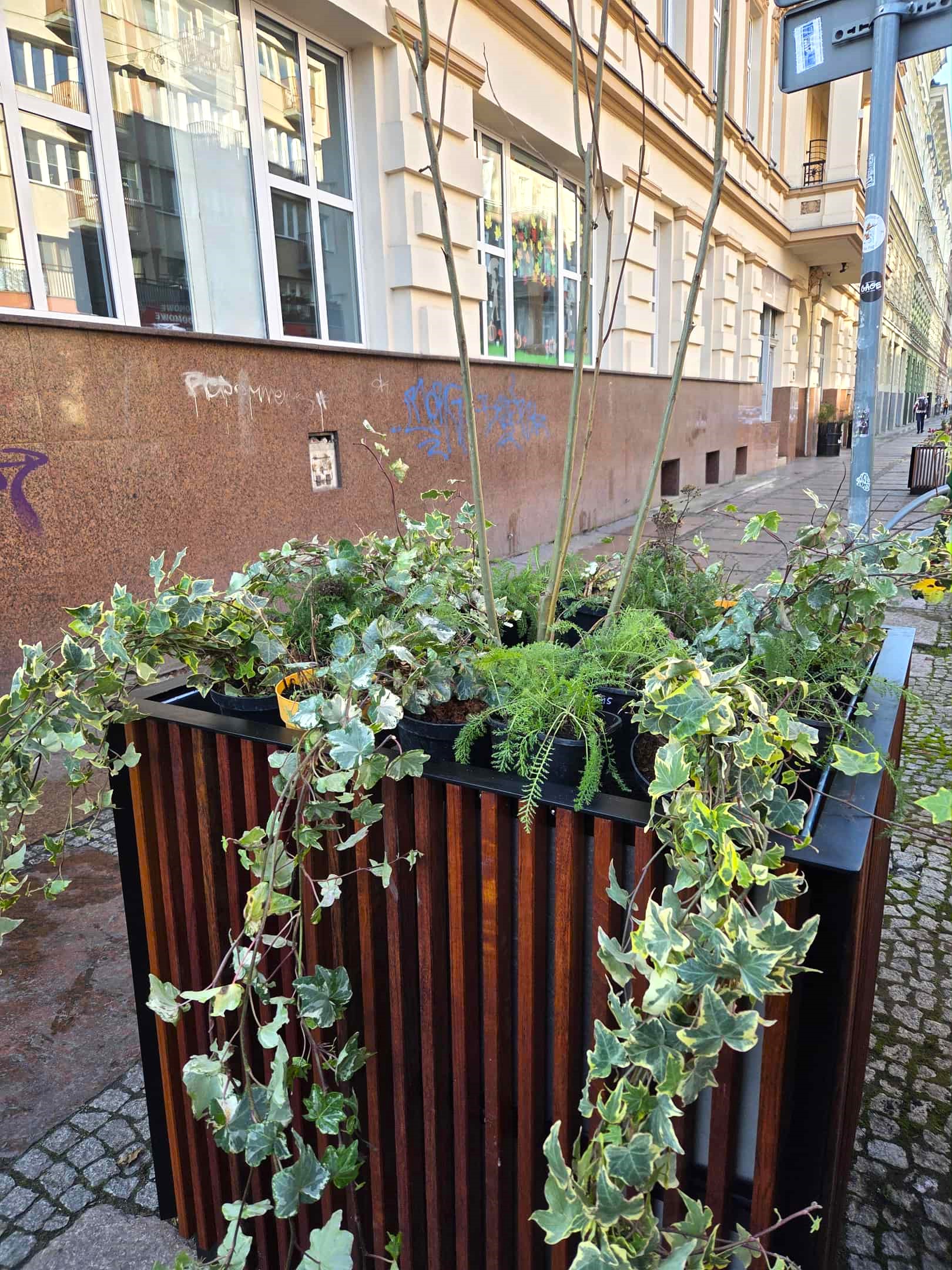 Bambusy i pstrolistki na Jagiellońskiej Bambusy i pstrolistki na Jagiellońskiej