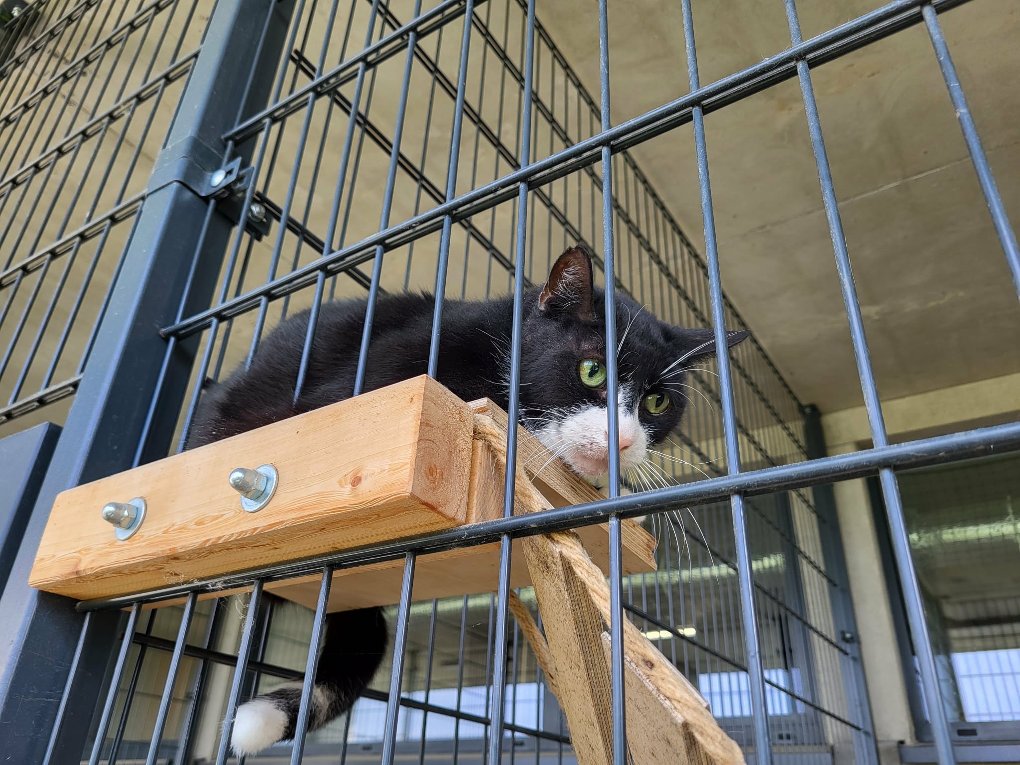 koty-1.jpg koty-1.jpg