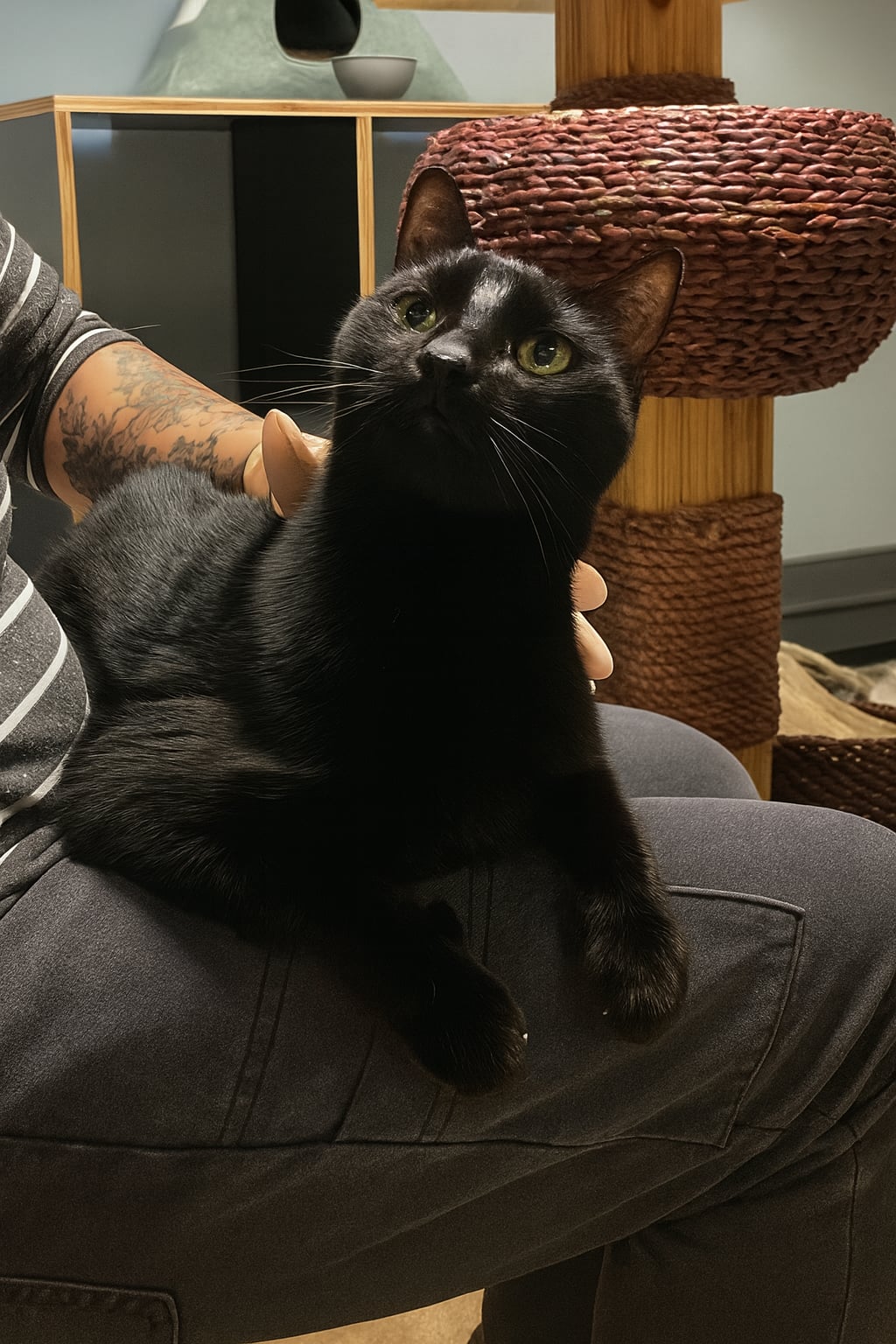 koty-6.jpg koty-6.jpg