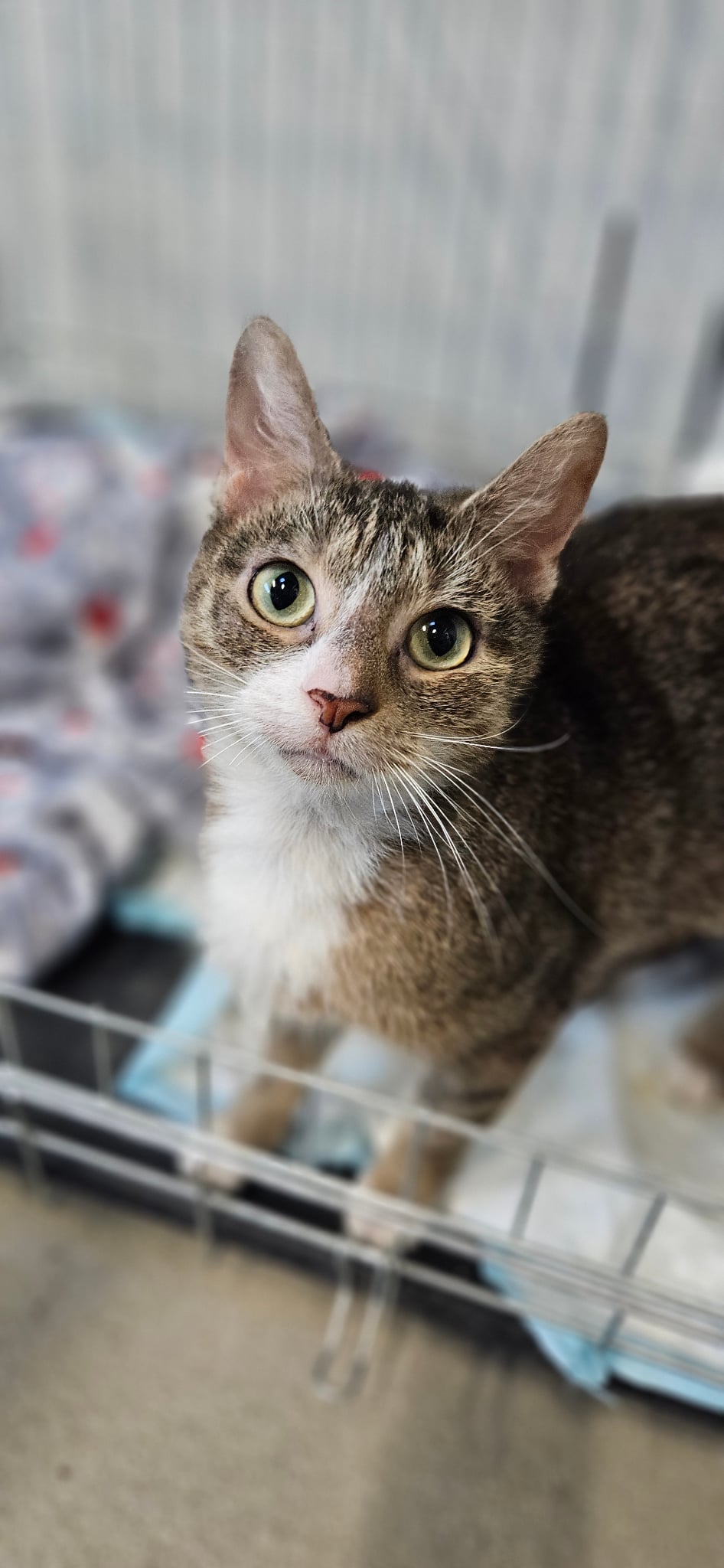 koty-4.jpg koty-4.jpg