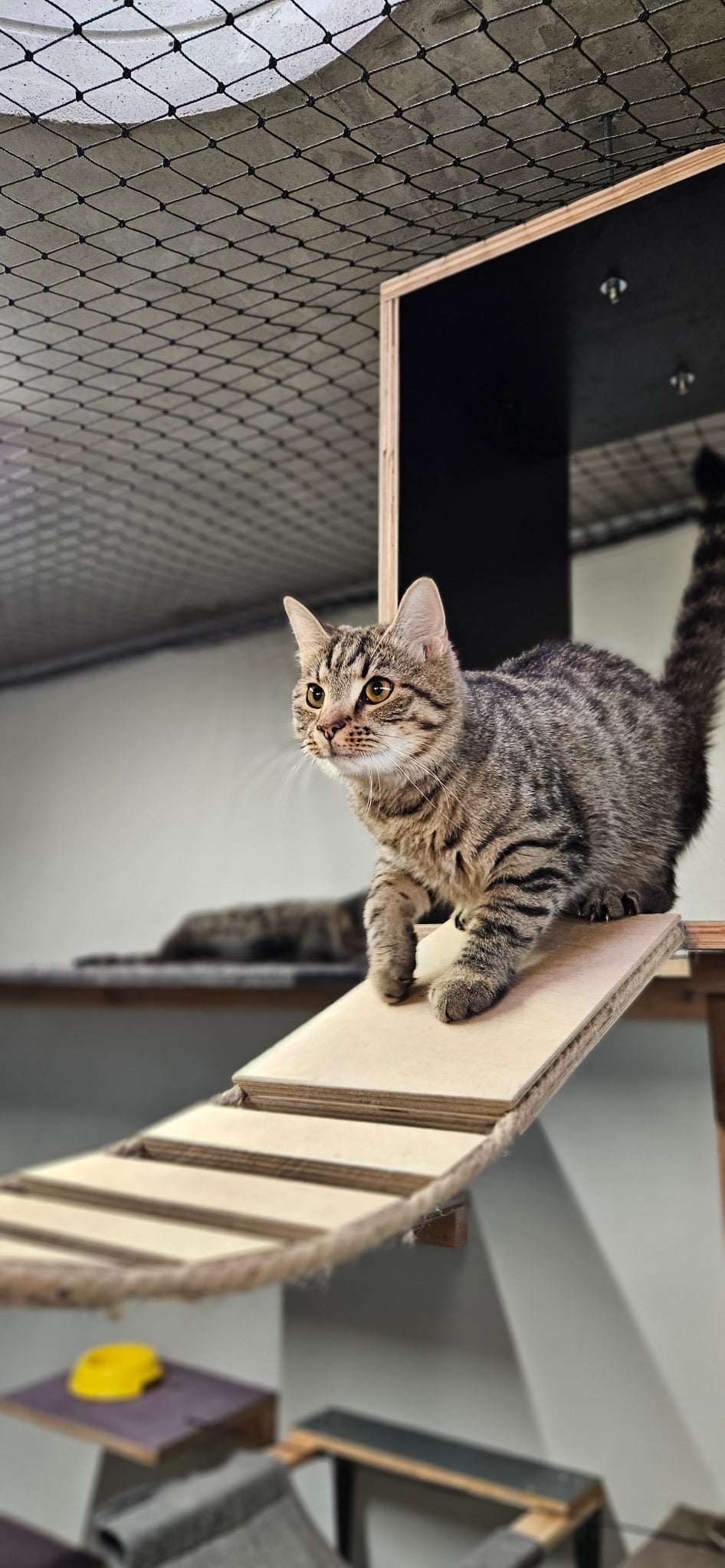 koty-8.jpg koty-8.jpg