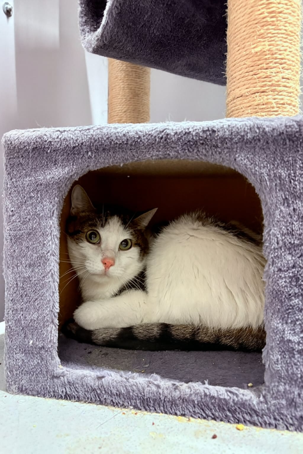 koty-2.jpg koty-2.jpg