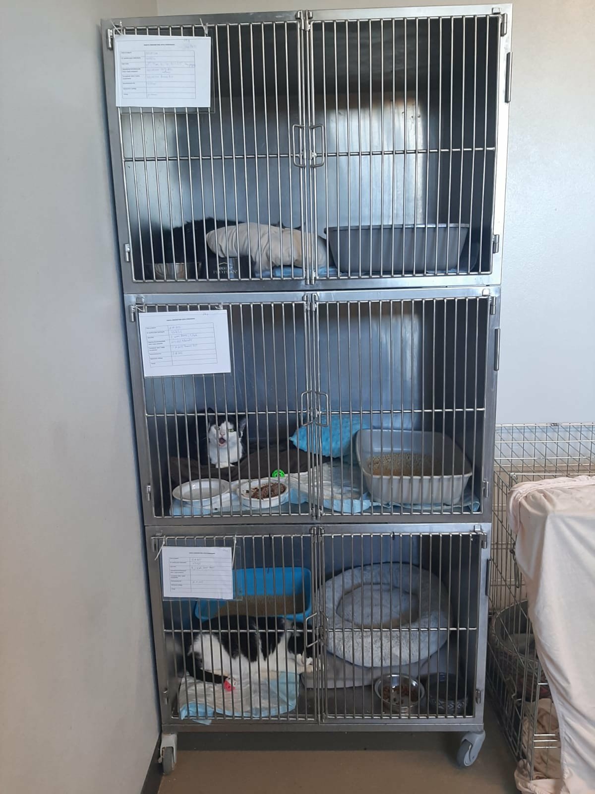 koty-na-kwarantannie.jpg koty-na-kwarantannie.jpg