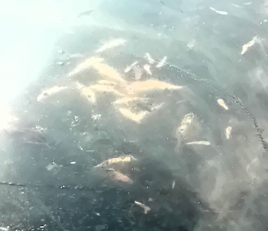 Śnięte ryby w stawie przy ulicy Przytulnej. Śnięte ryby w stawie przy ulicy Przytulnej.