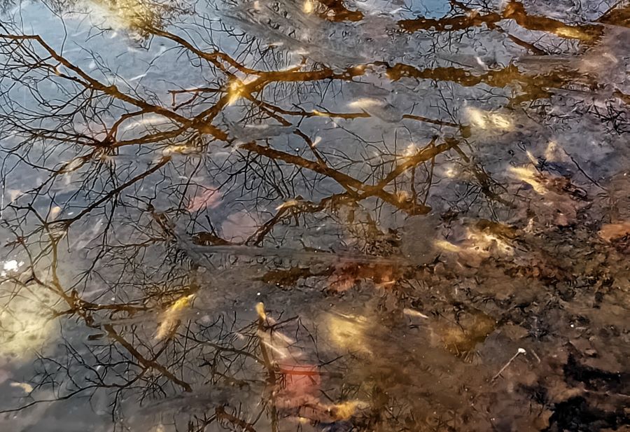 Śnięte ryby w stawie przy ulicy Przytulnej. Śnięte ryby w stawie przy ulicy Przytulnej.