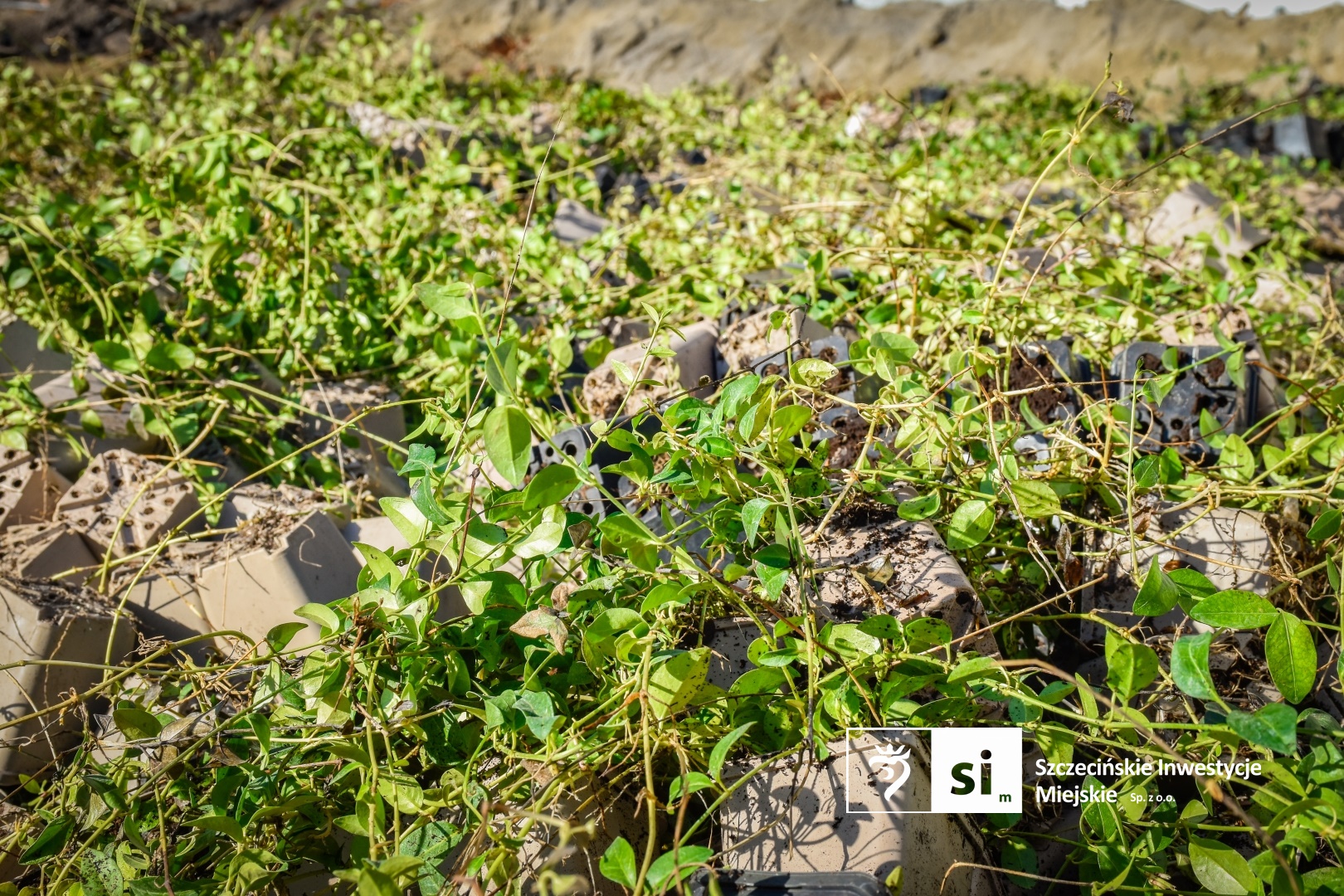 Wiosna na placu Orła Białego. Rozpoczynamy prace przy nasadzeniach zieleni