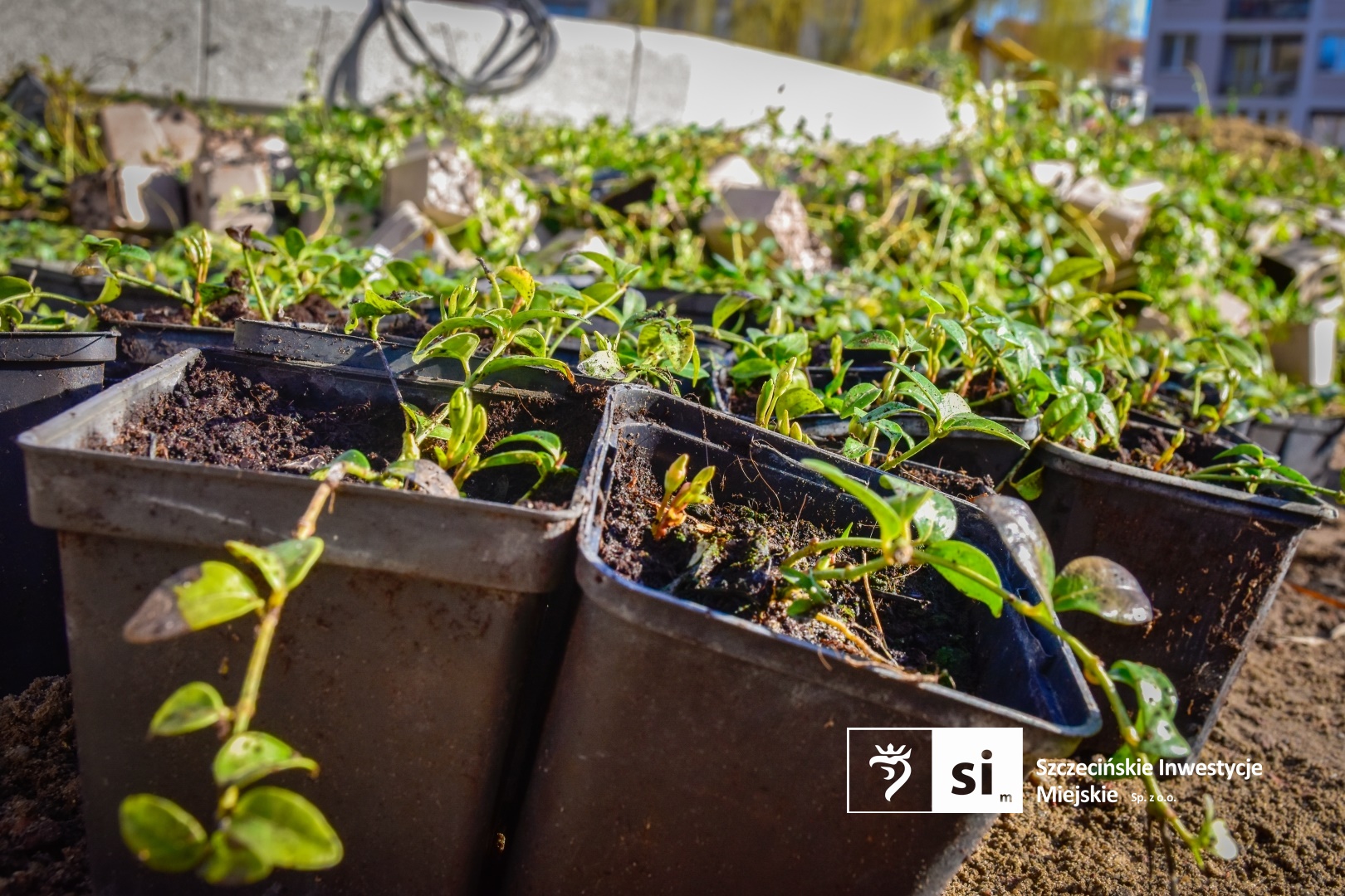 Wiosna na placu Orła Białego. Rozpoczynamy prace przy nasadzeniach zieleni